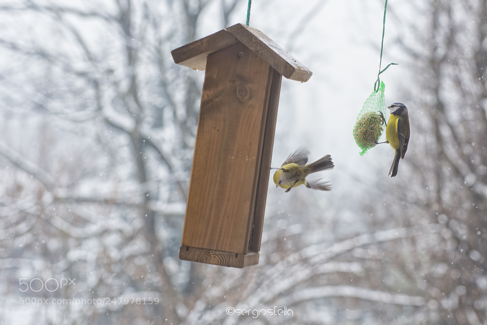 Nikon D610 sample photo. Hungry______ photography