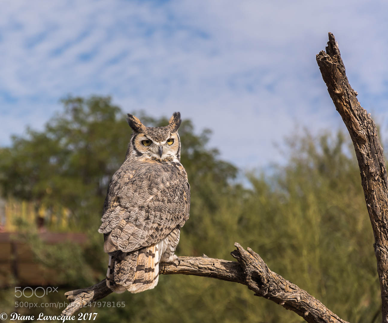 Nikon D7100 sample photo. Grand-duc d'am rique, arizona-sonora photography