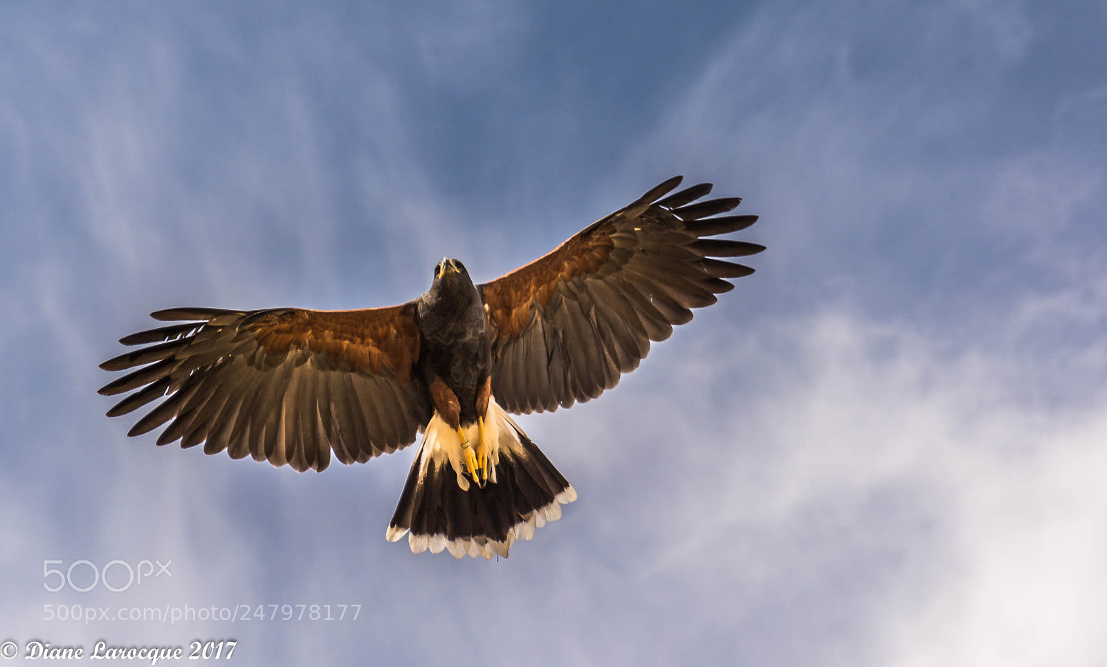Nikon D7100 sample photo. Aigle ou pygargue queue photography
