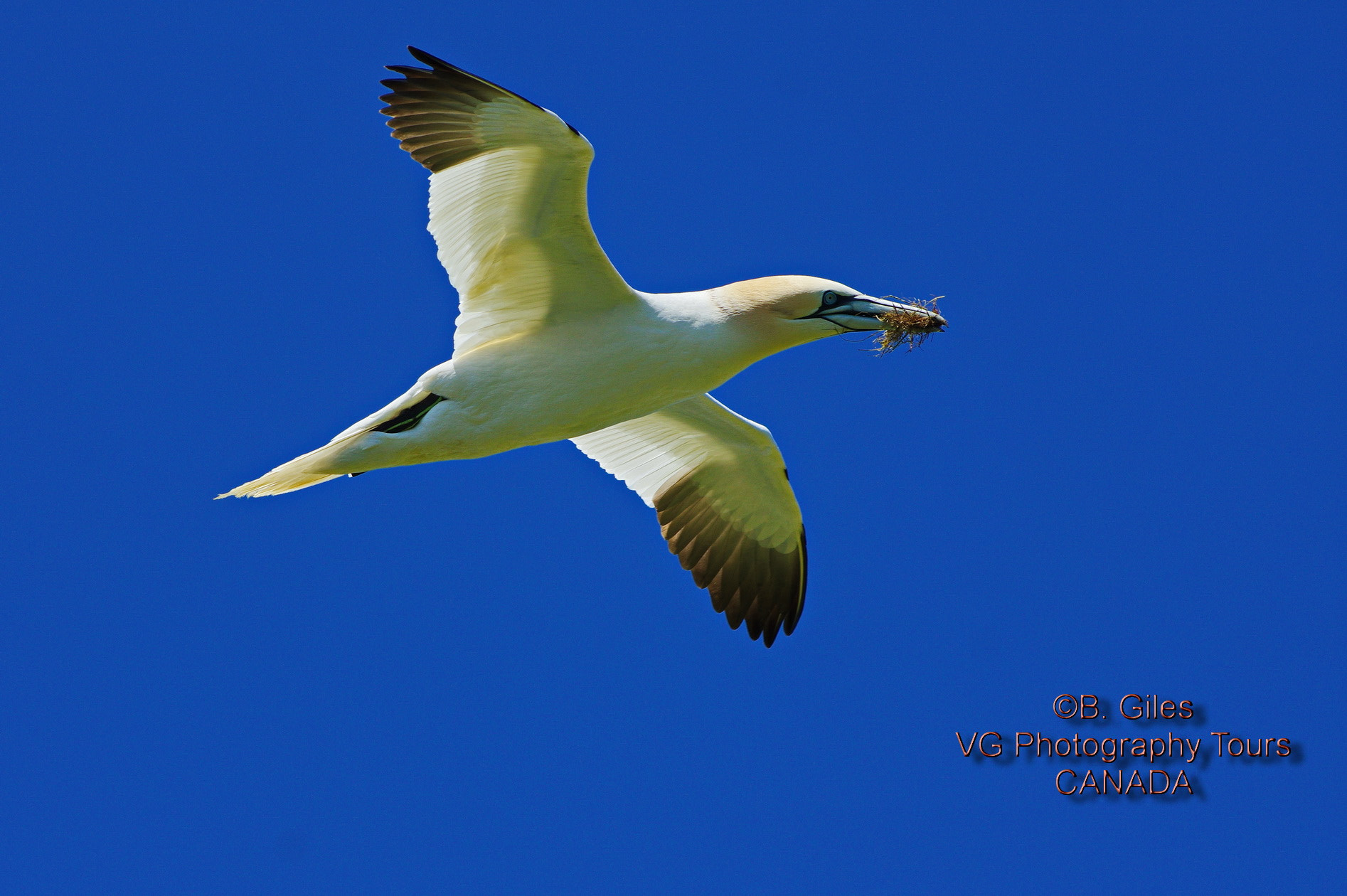 Pentax K-3 sample photo. Summer gannet photography