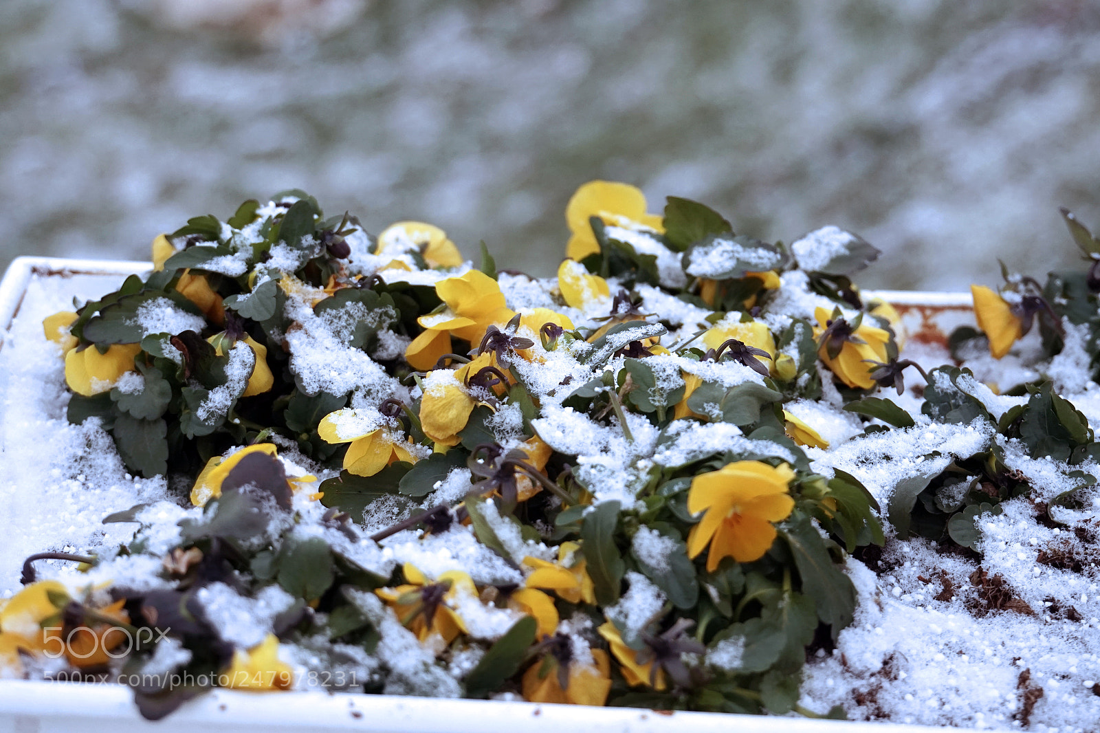 Sony a7R sample photo. Zima photography