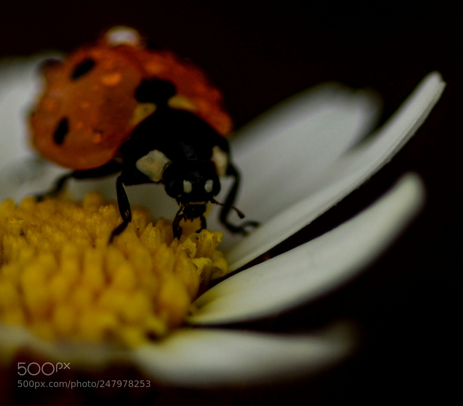 Nikon D7100 sample photo. U ur b ce photography