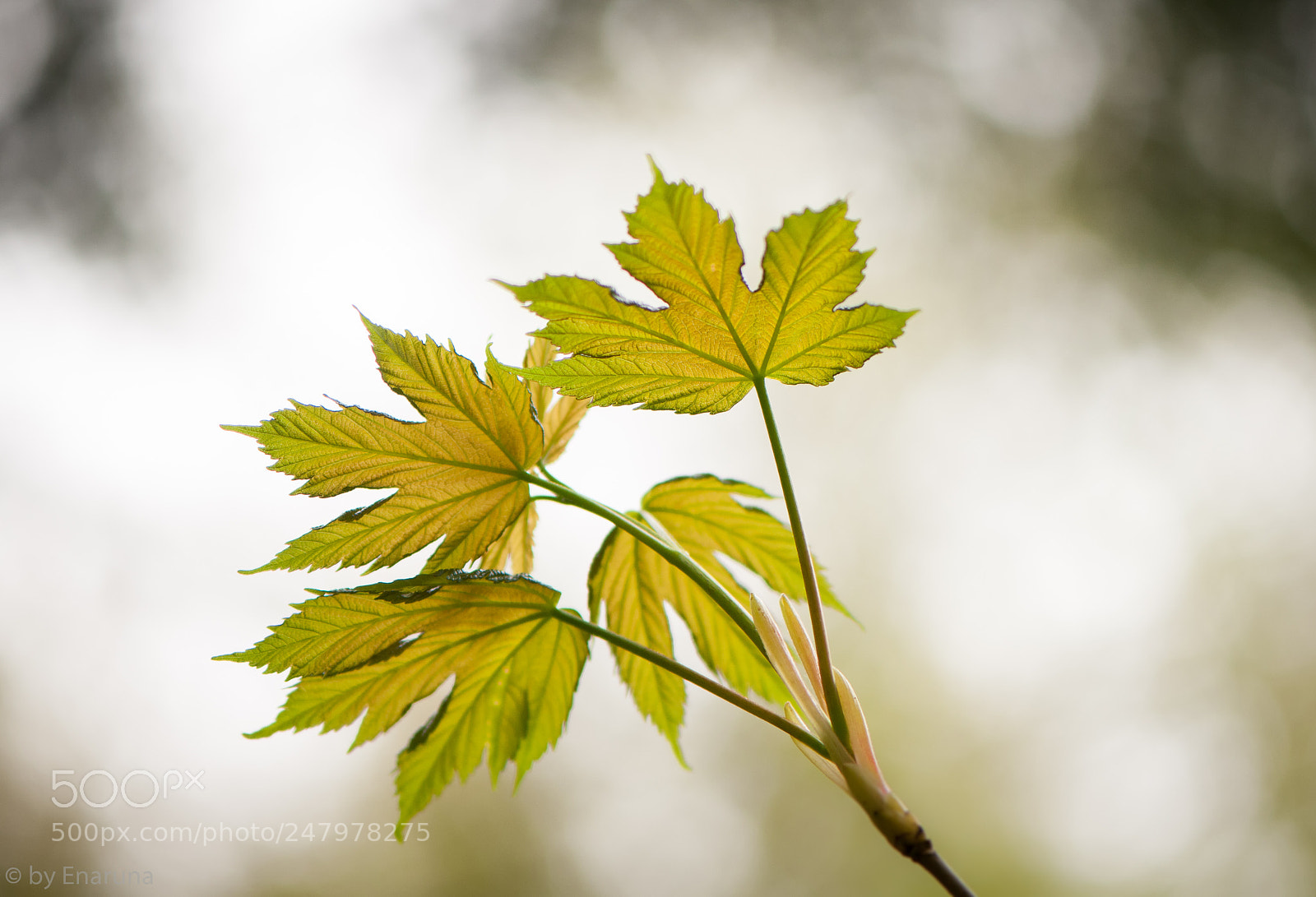 Nikon D300S sample photo. Spring leaves photography