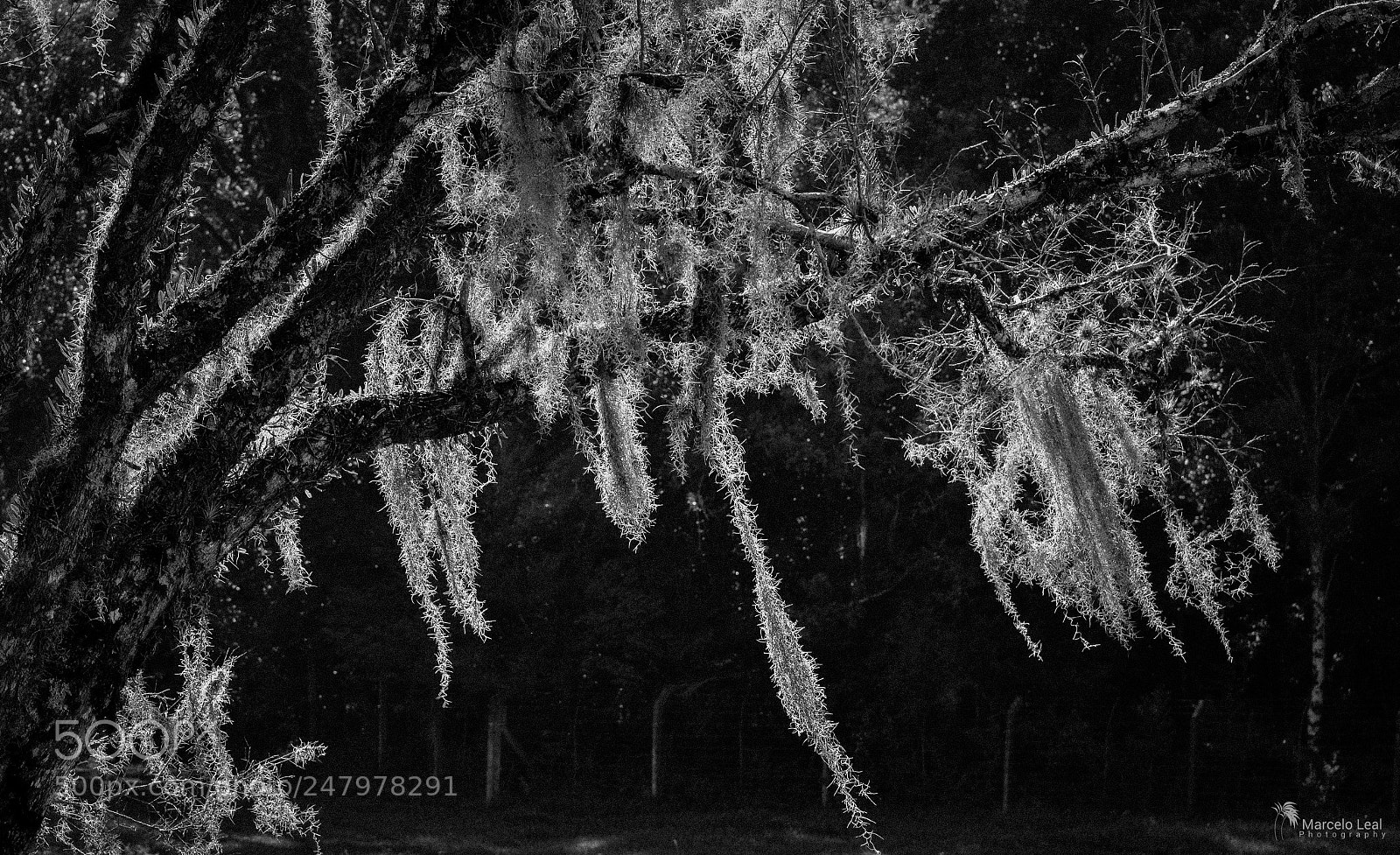 Nikon D7100 sample photo. Fragments of nature - 15 photography