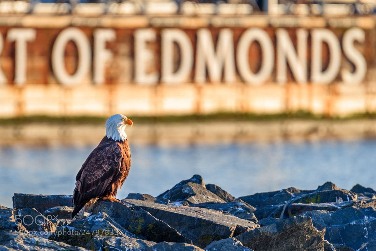 Canon EOS 6D sample photo. Eagle at the port photography