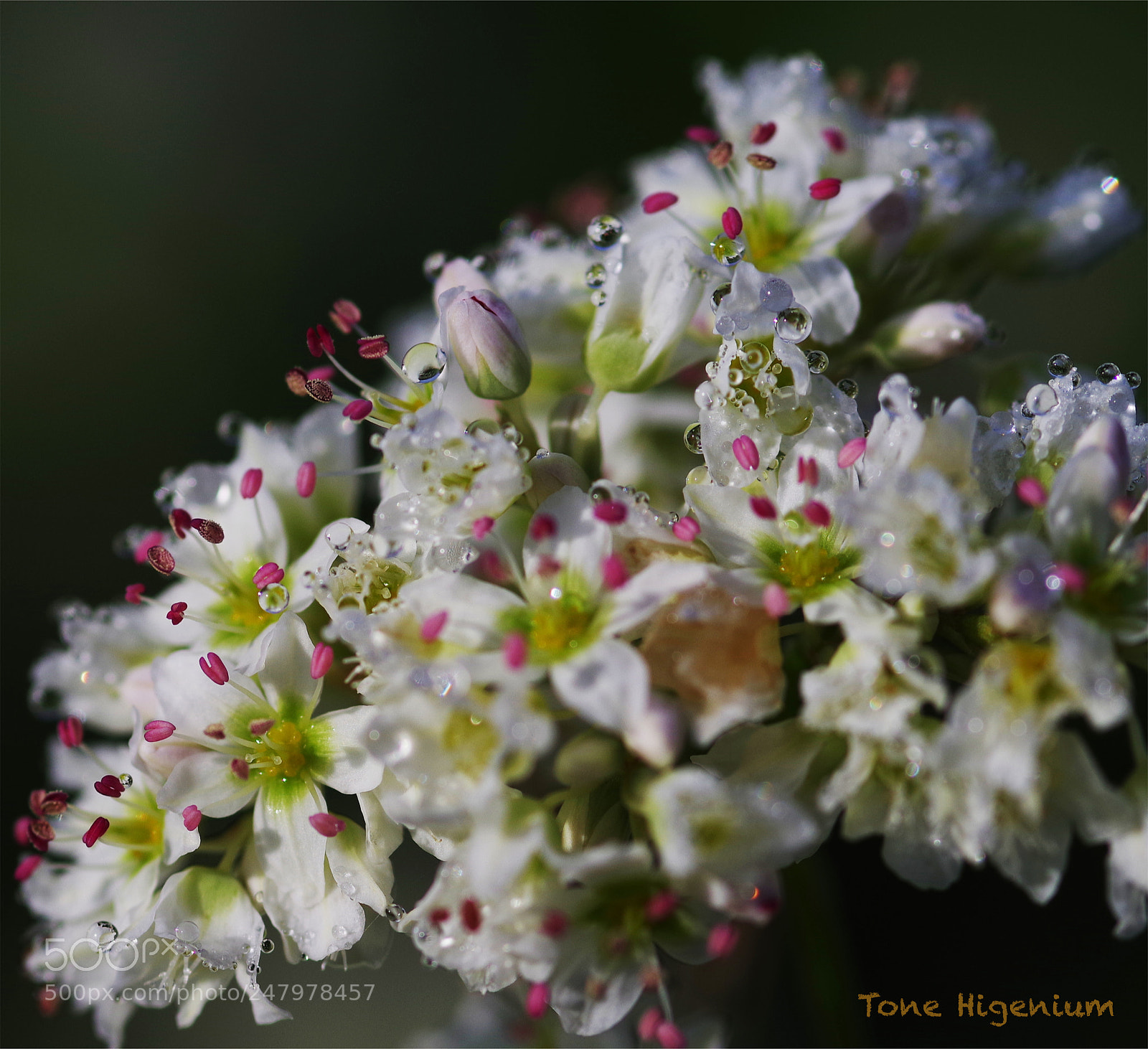 Pentax K-1 sample photo. Morning buckwheat photography