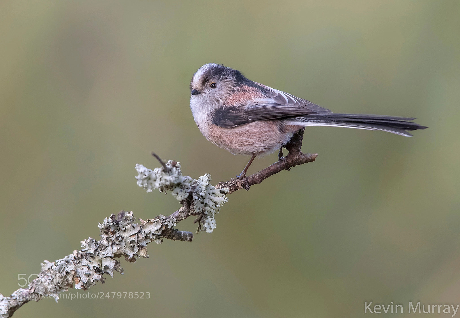 Canon EOS 7D Mark II sample photo. Long-tailed tit photography