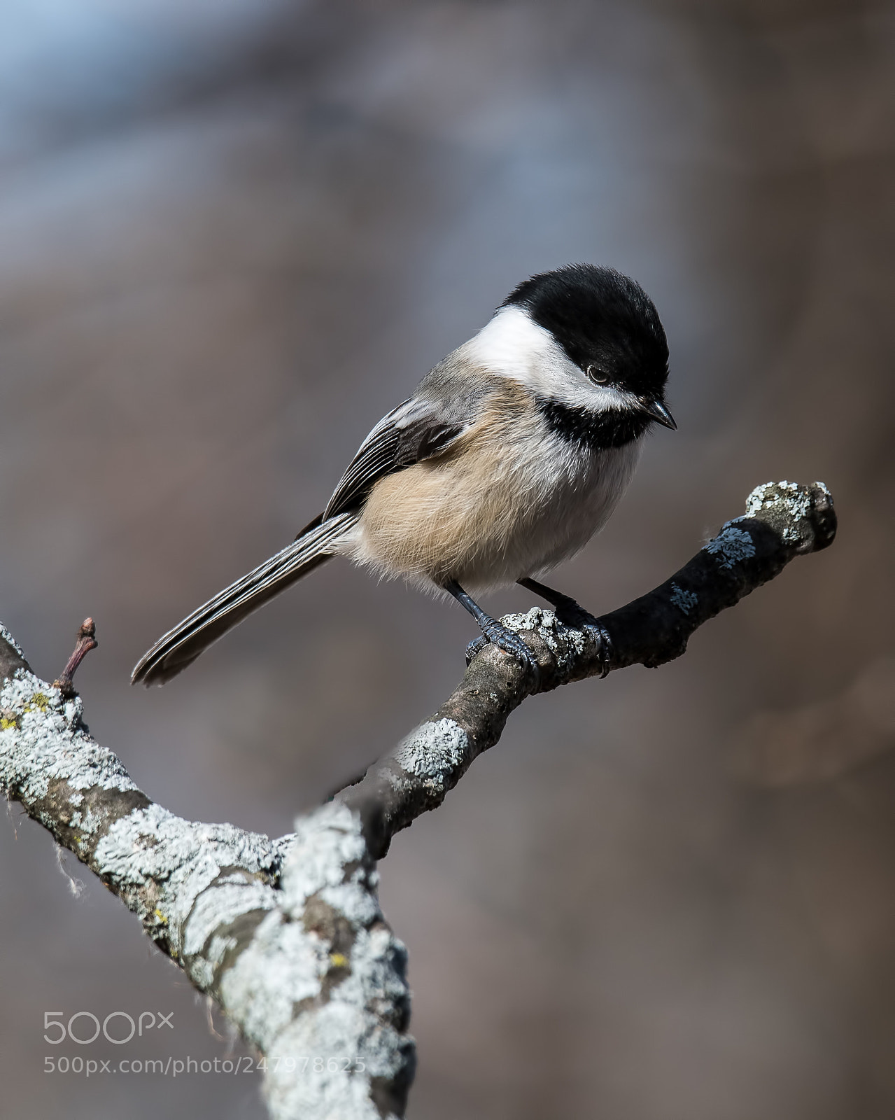 Nikon D850 sample photo. Black-capped chickadee photography