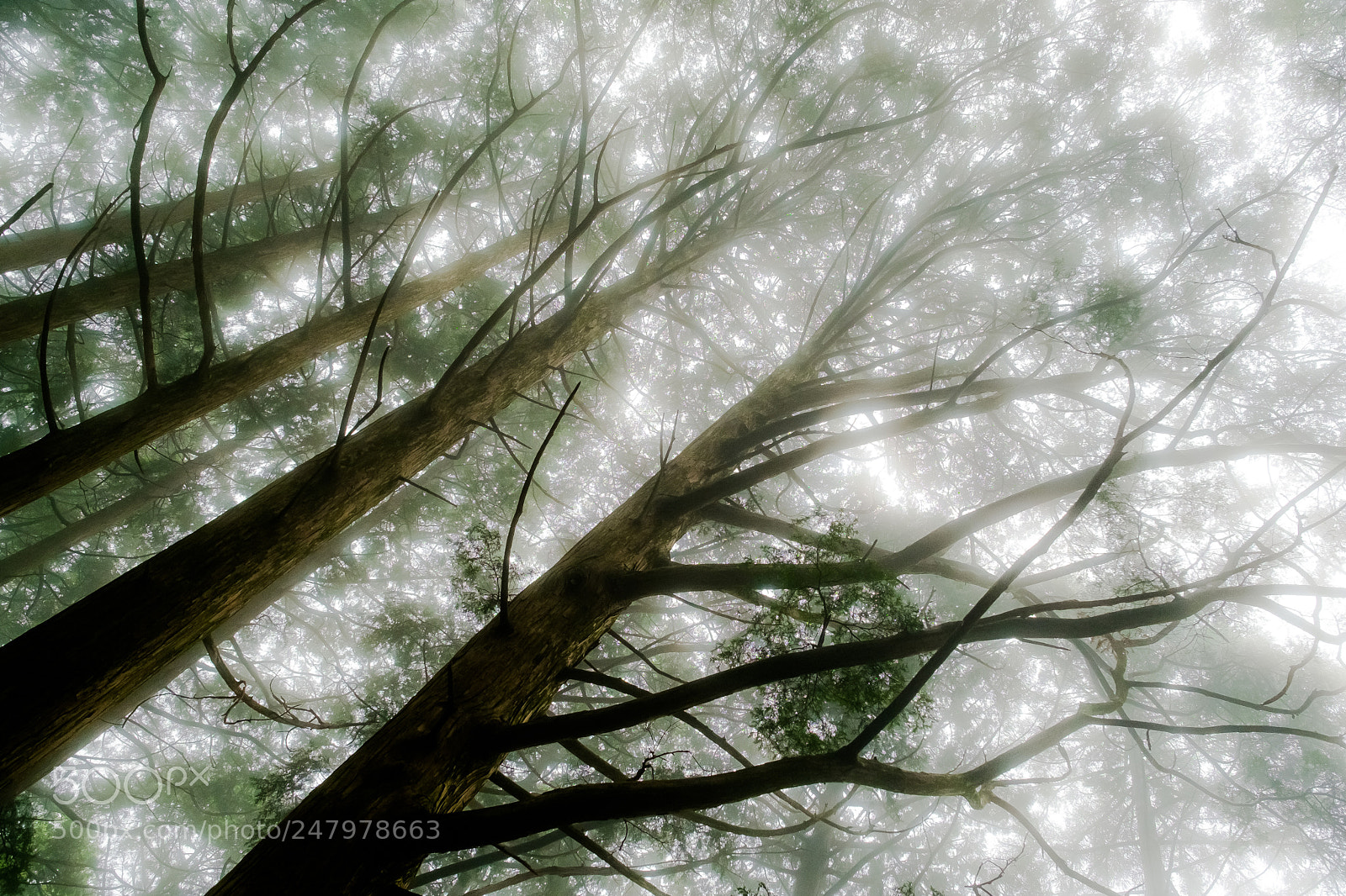 Fujifilm X-Pro1 sample photo. Mysterious forest (redux) xix photography