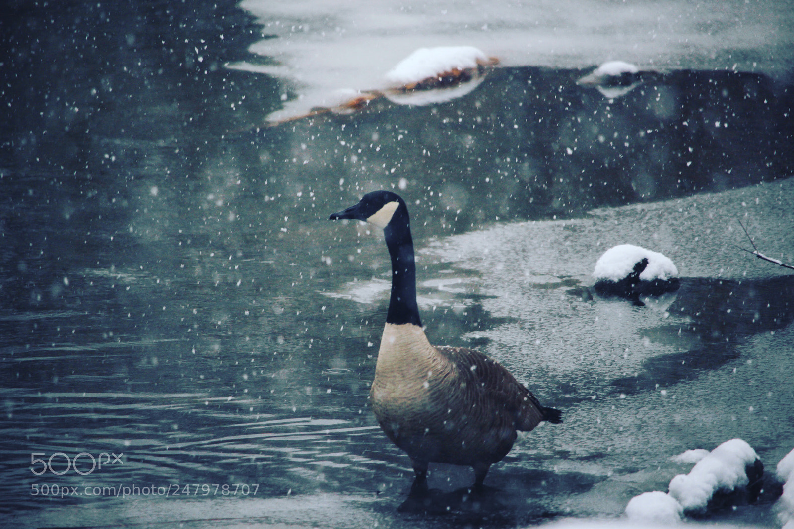 Canon EOS 100D (EOS Rebel SL1 / EOS Kiss X7) sample photo. Geese in winter photography