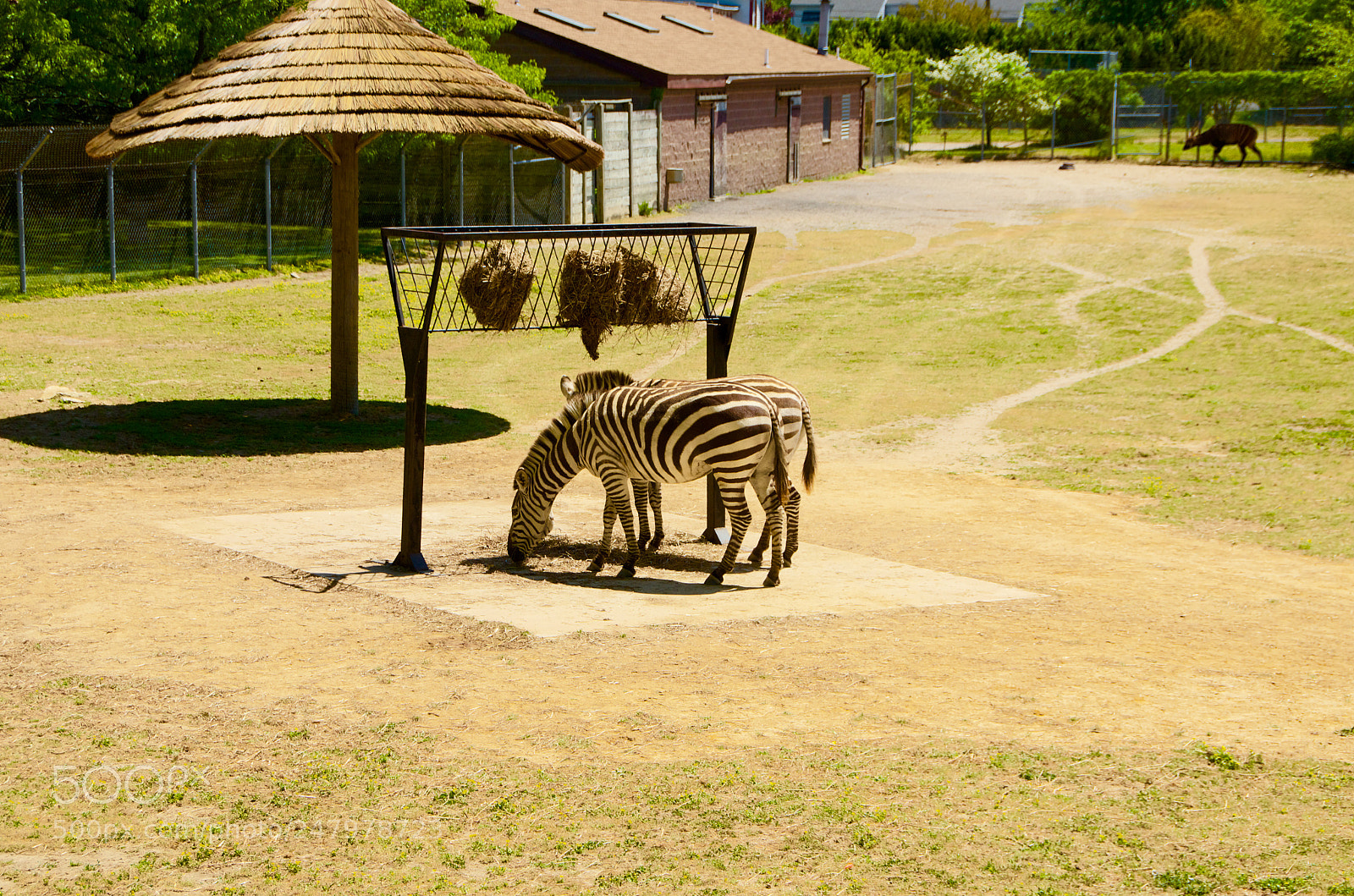 Pentax K-5 sample photo. Zebra photography