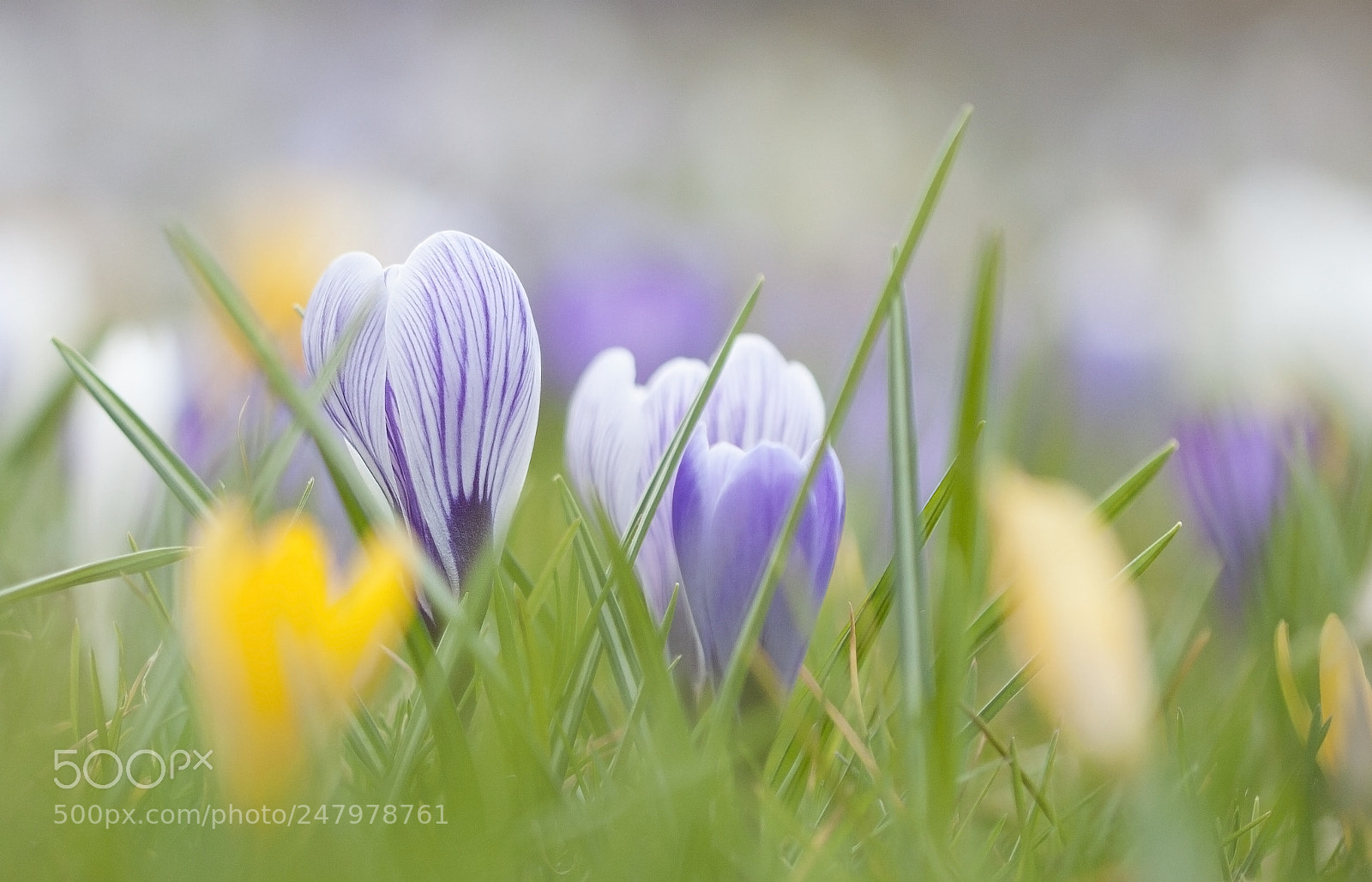 Canon EOS 30D sample photo. Spring is in the photography