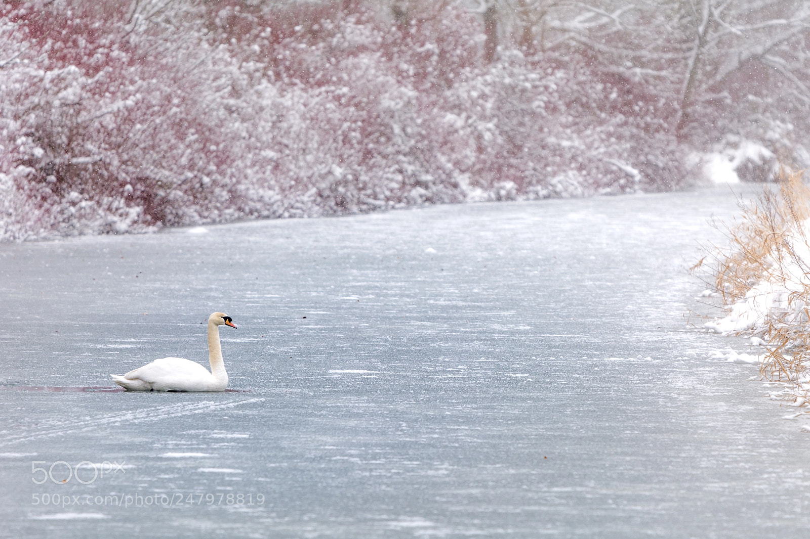 Nikon D7100 sample photo. Lonely swan photography