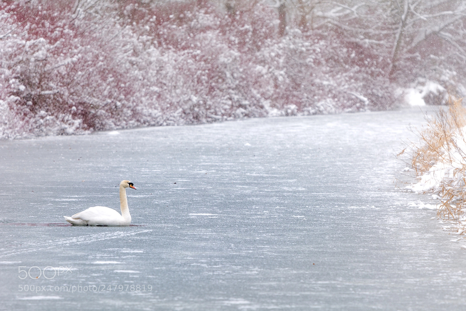 Nikon D7100 sample photo. Lonely swan photography
