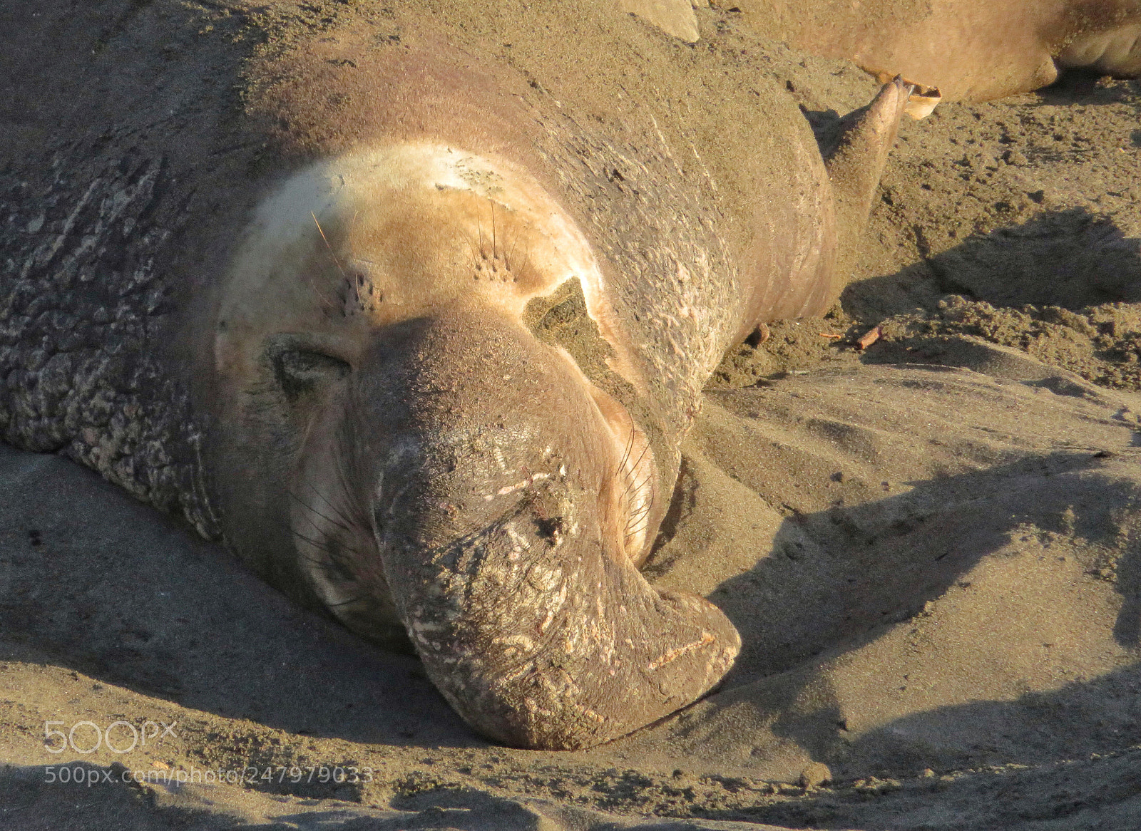 Canon PowerShot SX720 HS sample photo. California dreaming photography