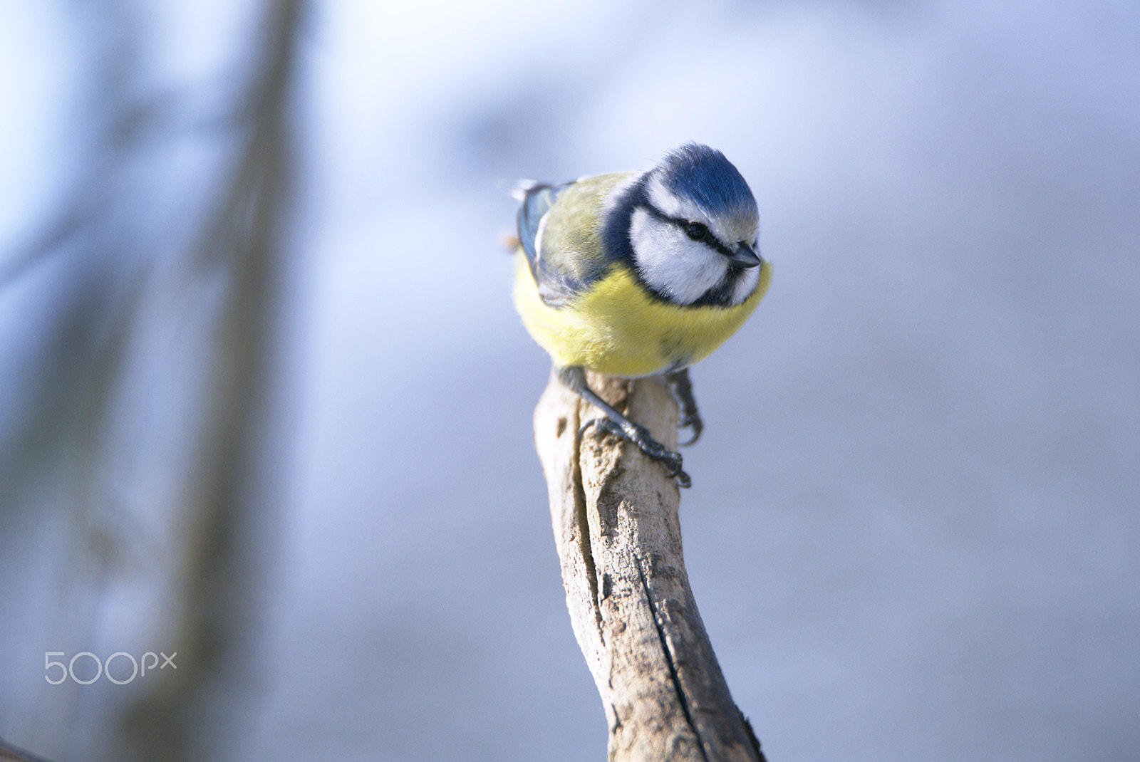 Nikon D810 sample photo. Blue tit on branch photography