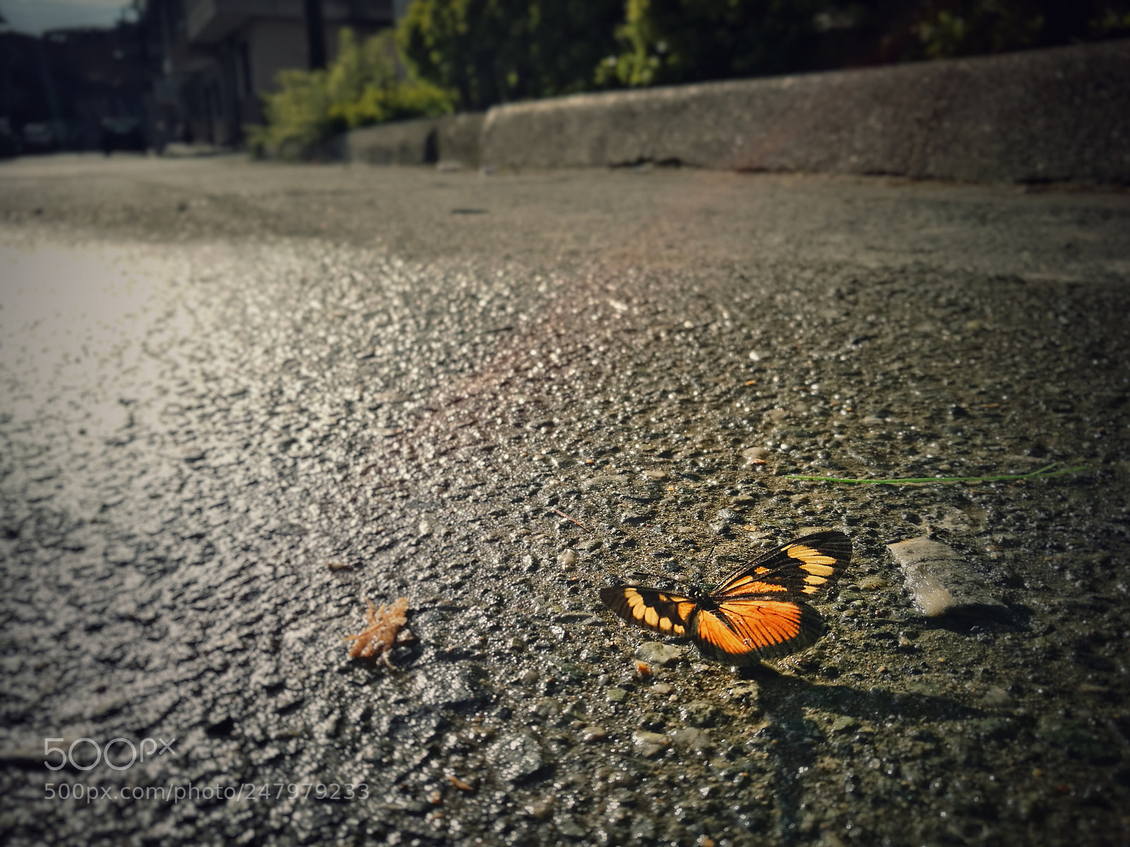 HUAWEI P9 sample photo. Morning butterfly photography