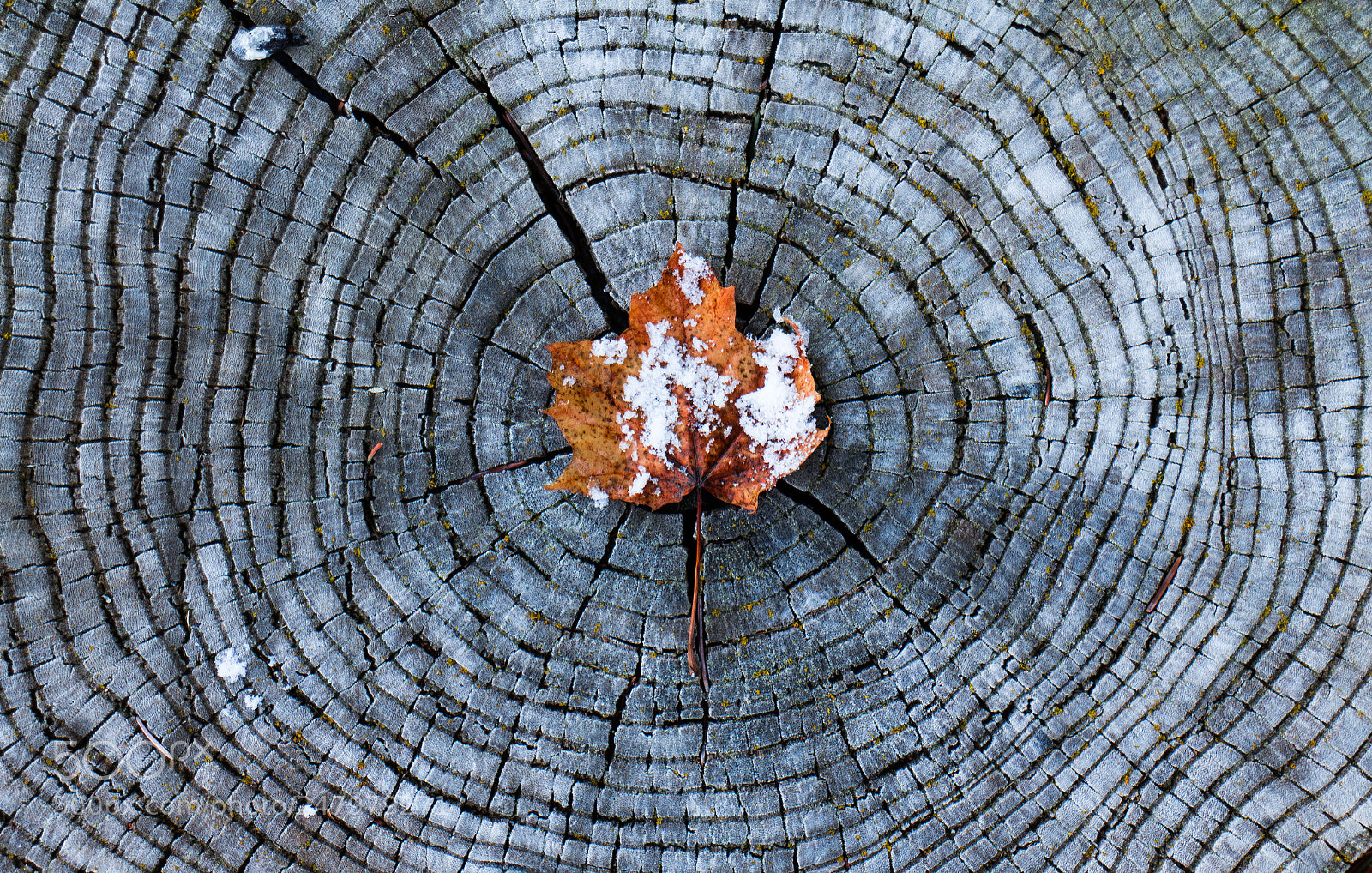 Canon EOS M sample photo. Roots photography
