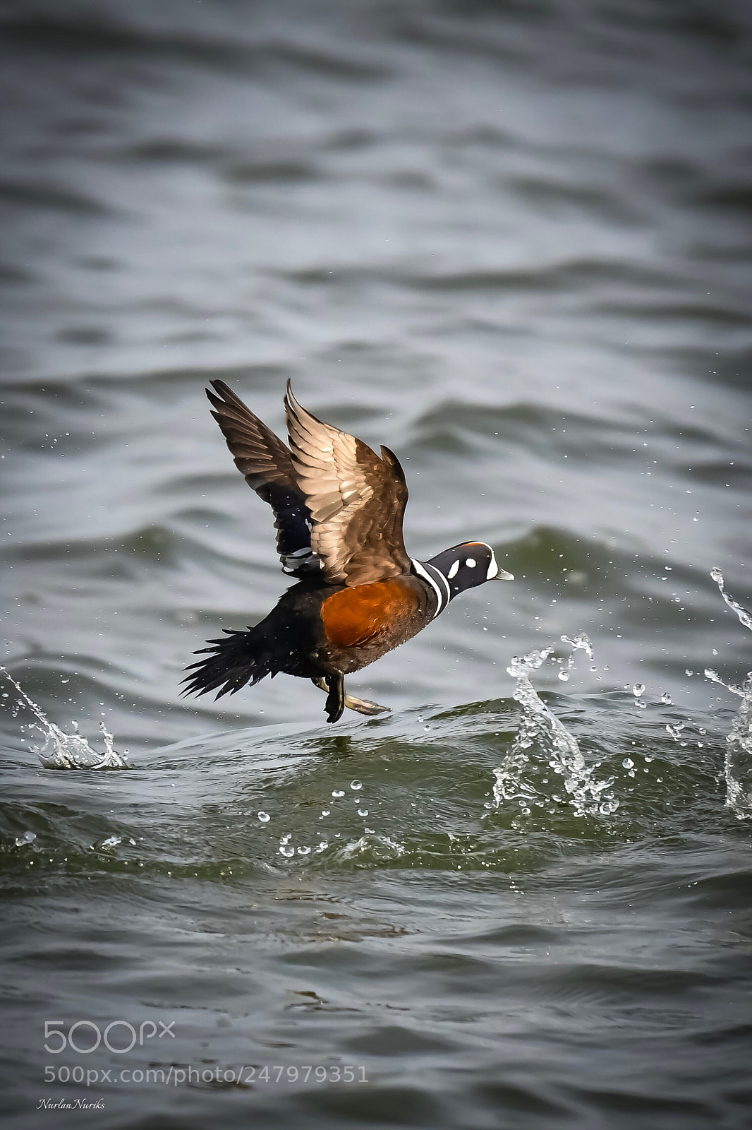Nikon D500 sample photo. Harlequin duck photography