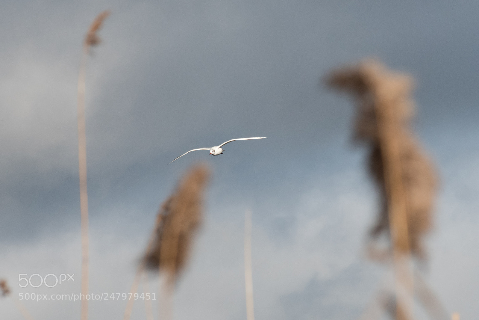 Nikon D810 sample photo. Bird watching rye meads photography