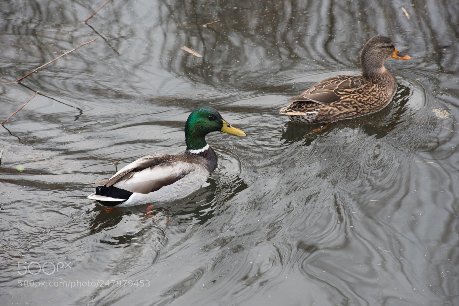 Nikon D810 sample photo. Bird watching rye meads photography