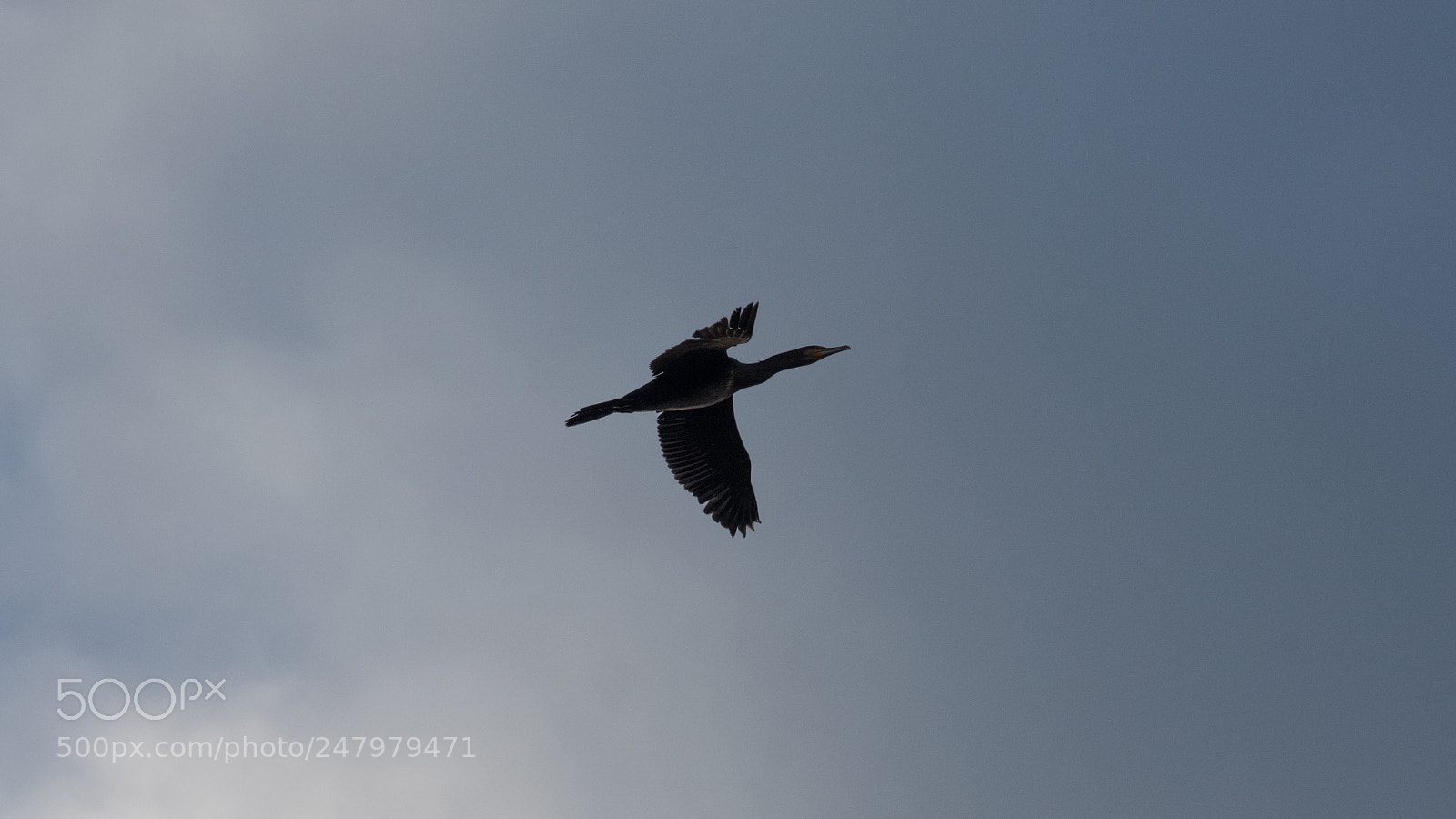 Nikon D810 sample photo. Bird watching rye meads photography