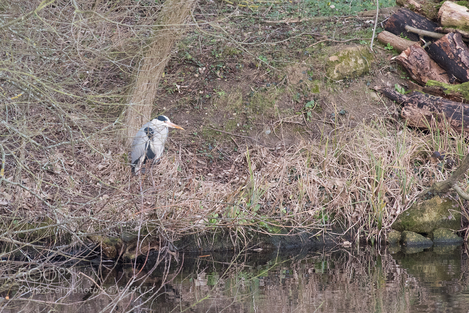 Nikon D810 sample photo. Bird watching rye meads photography