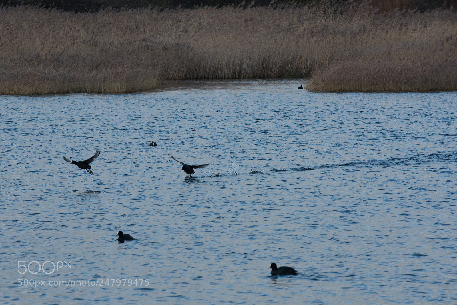 Nikon D810 sample photo. Bird watching rye meads photography