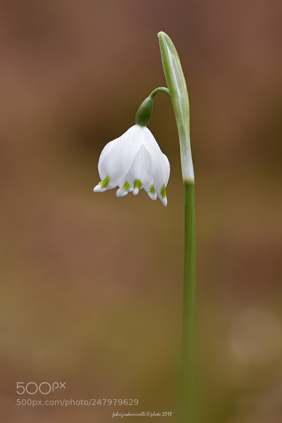Canon EOS 7D Mark II sample photo. Campanellino photography