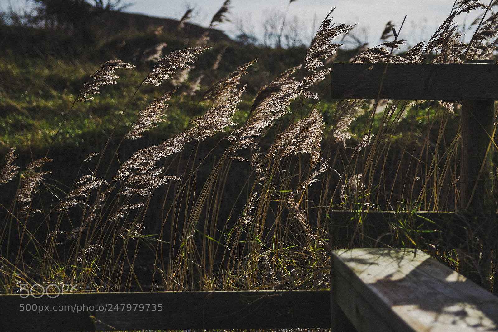 Canon EOS 600D (Rebel EOS T3i / EOS Kiss X5) sample photo. Reeds in sunlight photography
