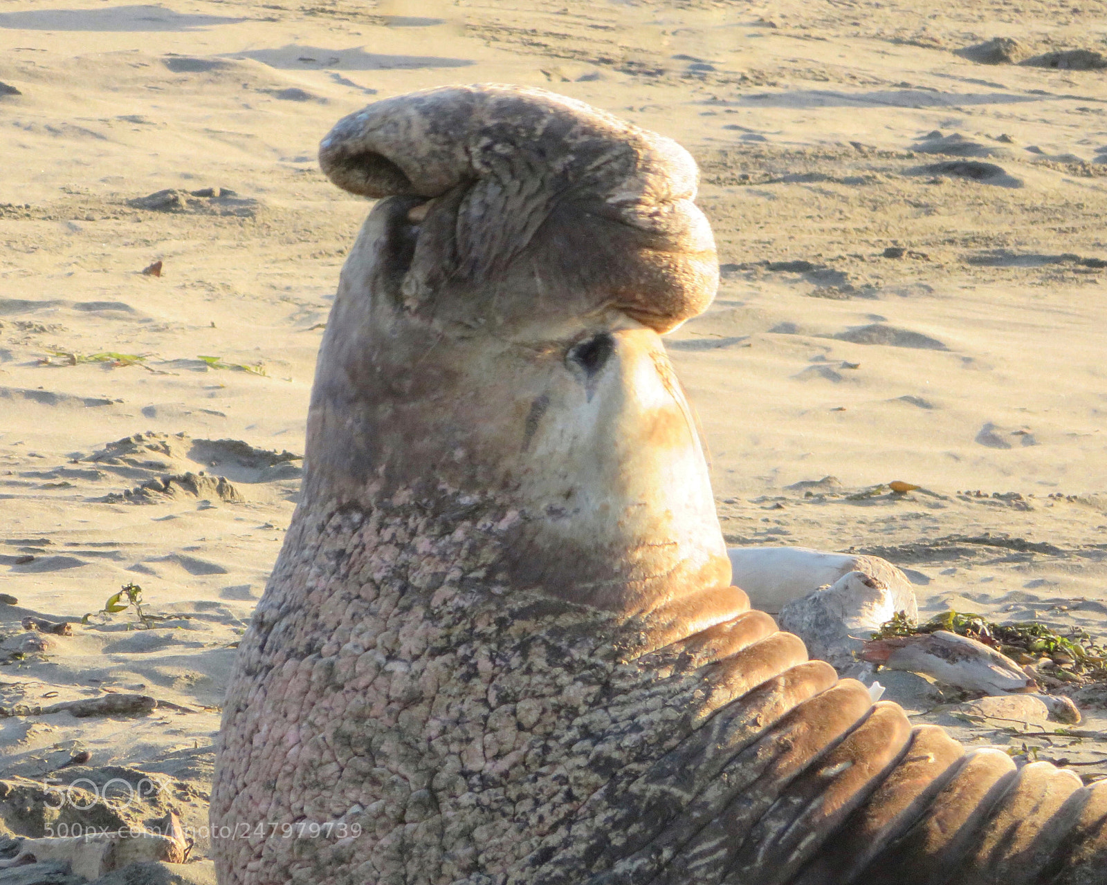 Canon PowerShot SX720 HS sample photo. Big nose photography