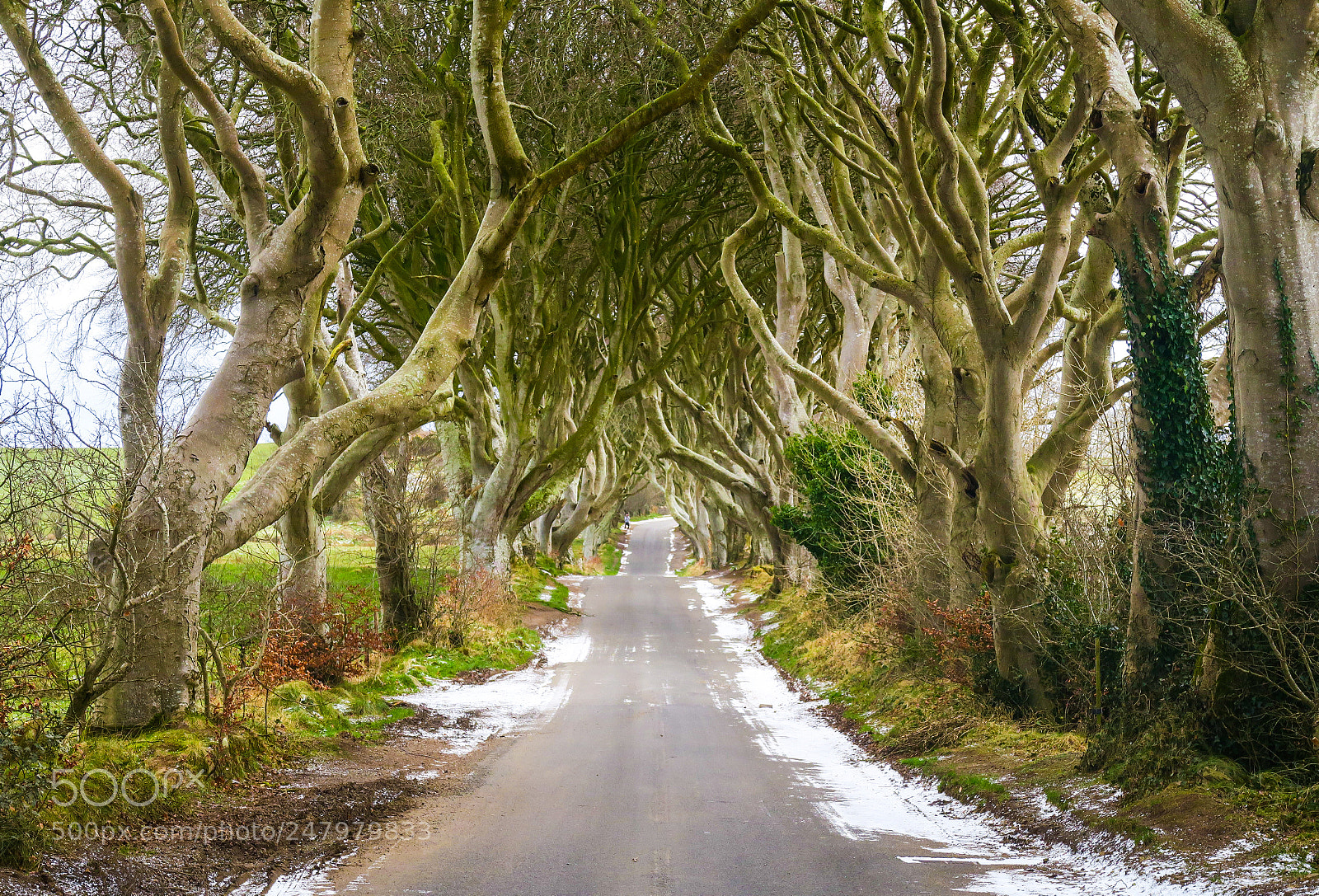 Canon PowerShot G5 X sample photo. Dark hedges photography