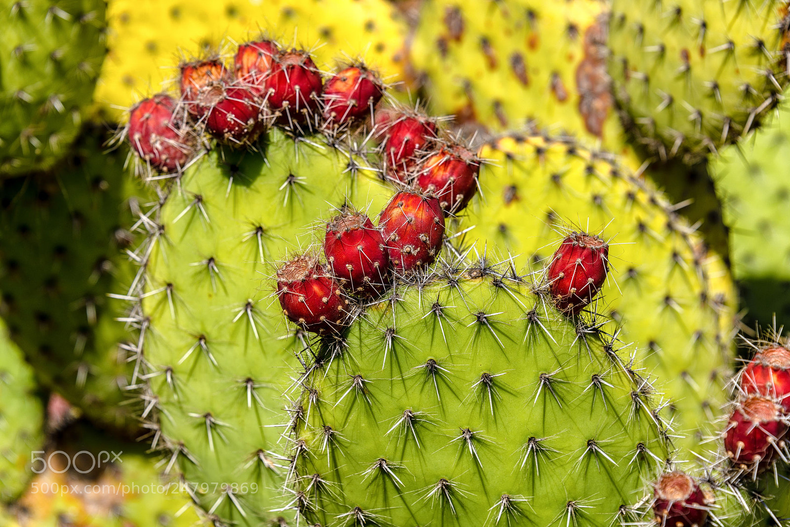 Nikon D800 sample photo. Prickly pear photography