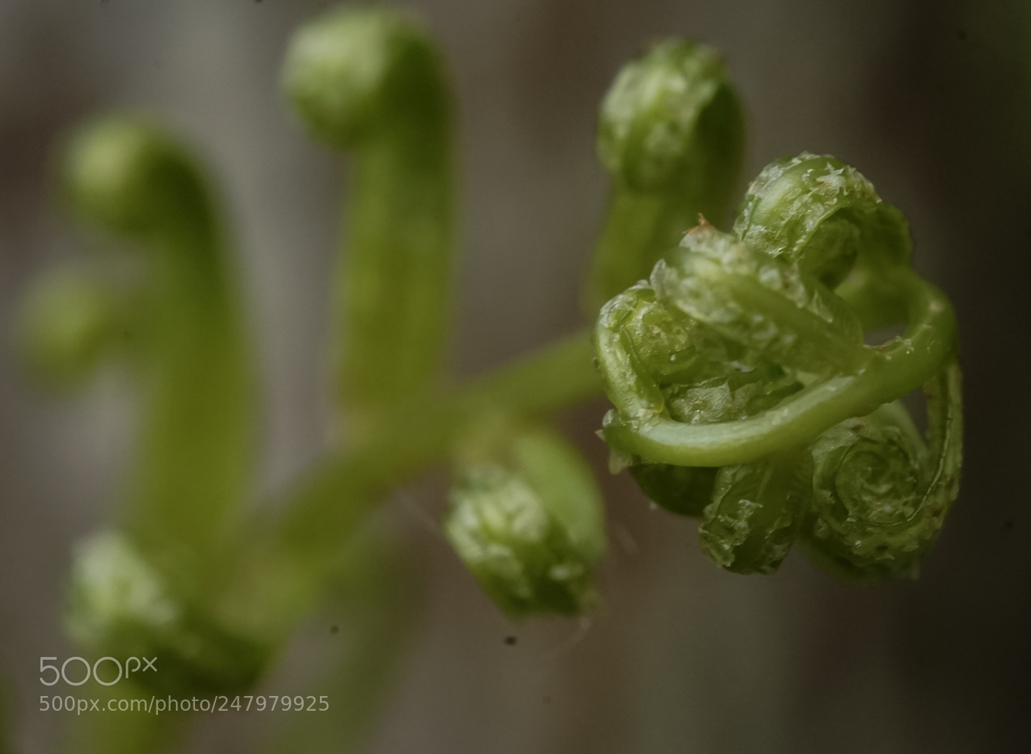 Sony a5100 sample photo. Fern photography