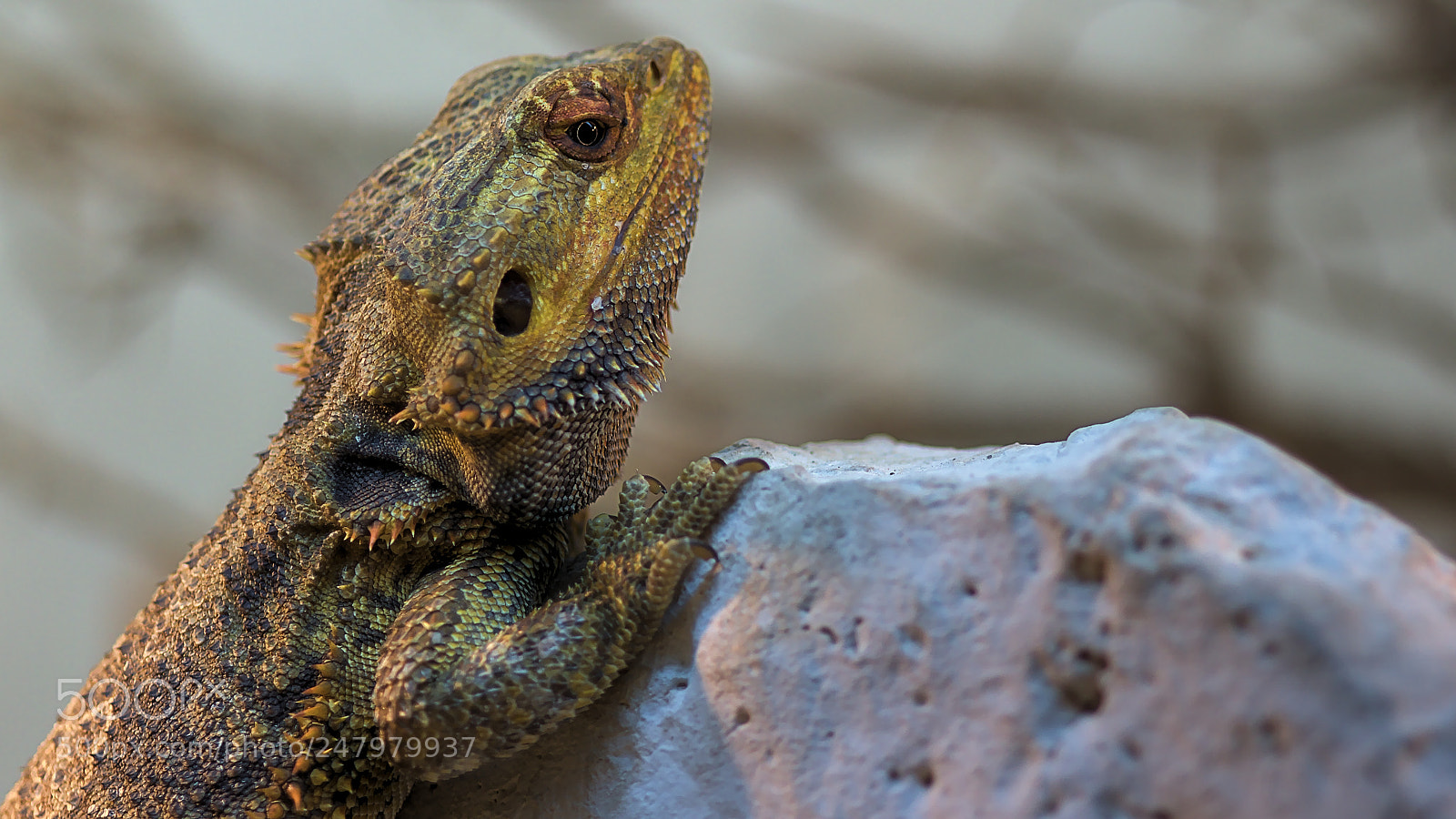Canon EOS 60D sample photo. Lizard dragon photography