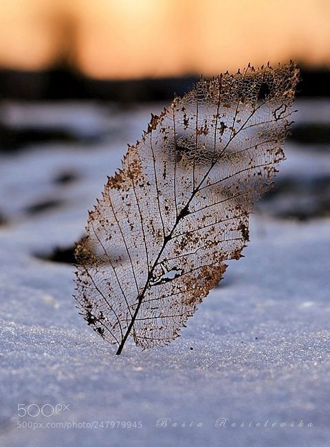 Nikon D5100 sample photo. Leaf... photography