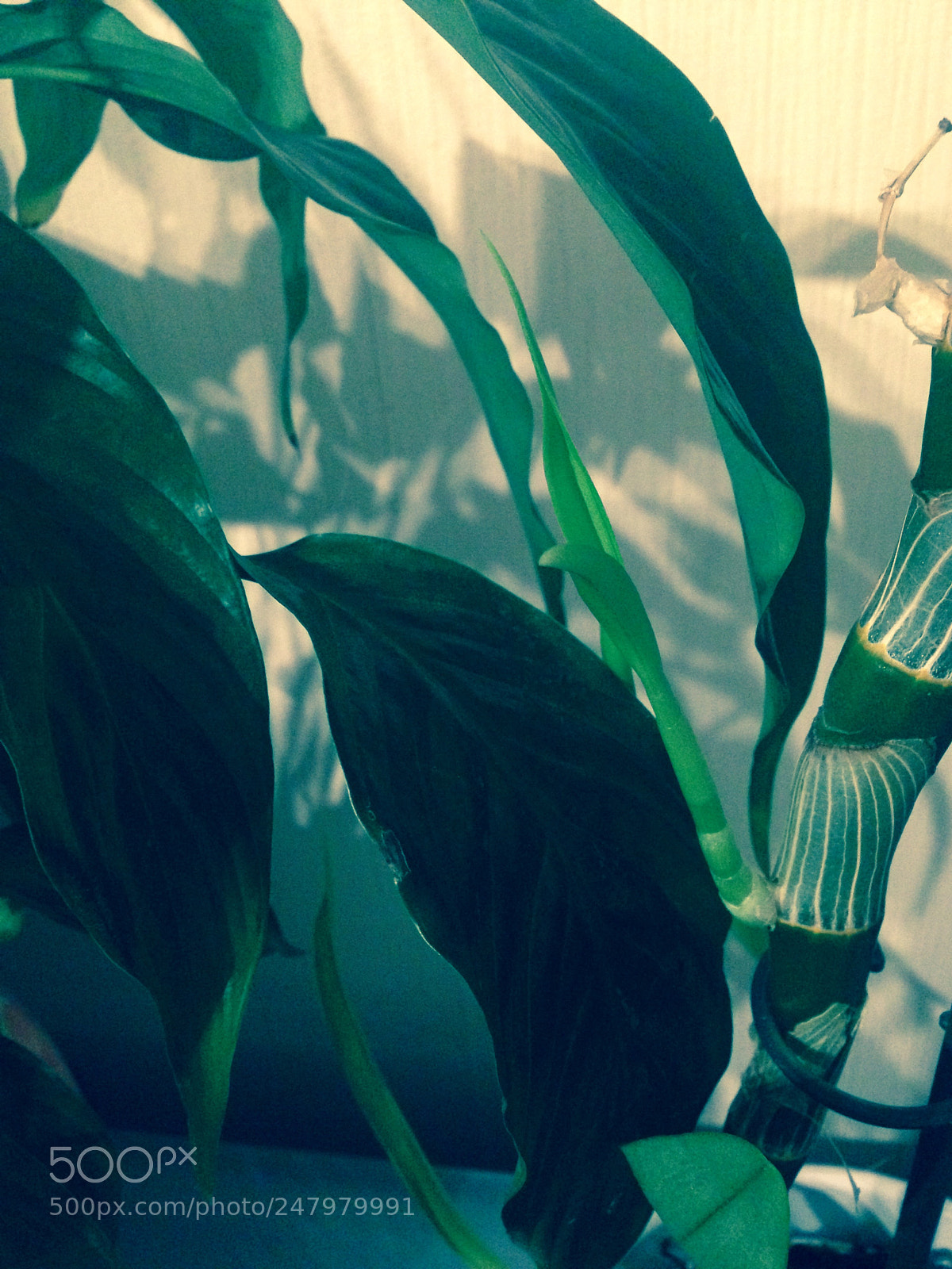 Apple iPhone 5c sample photo. Playing with shadows. photography