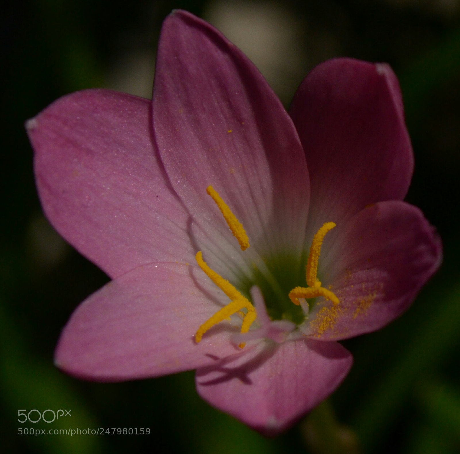 Nikon D3100 sample photo. Pink flower photography