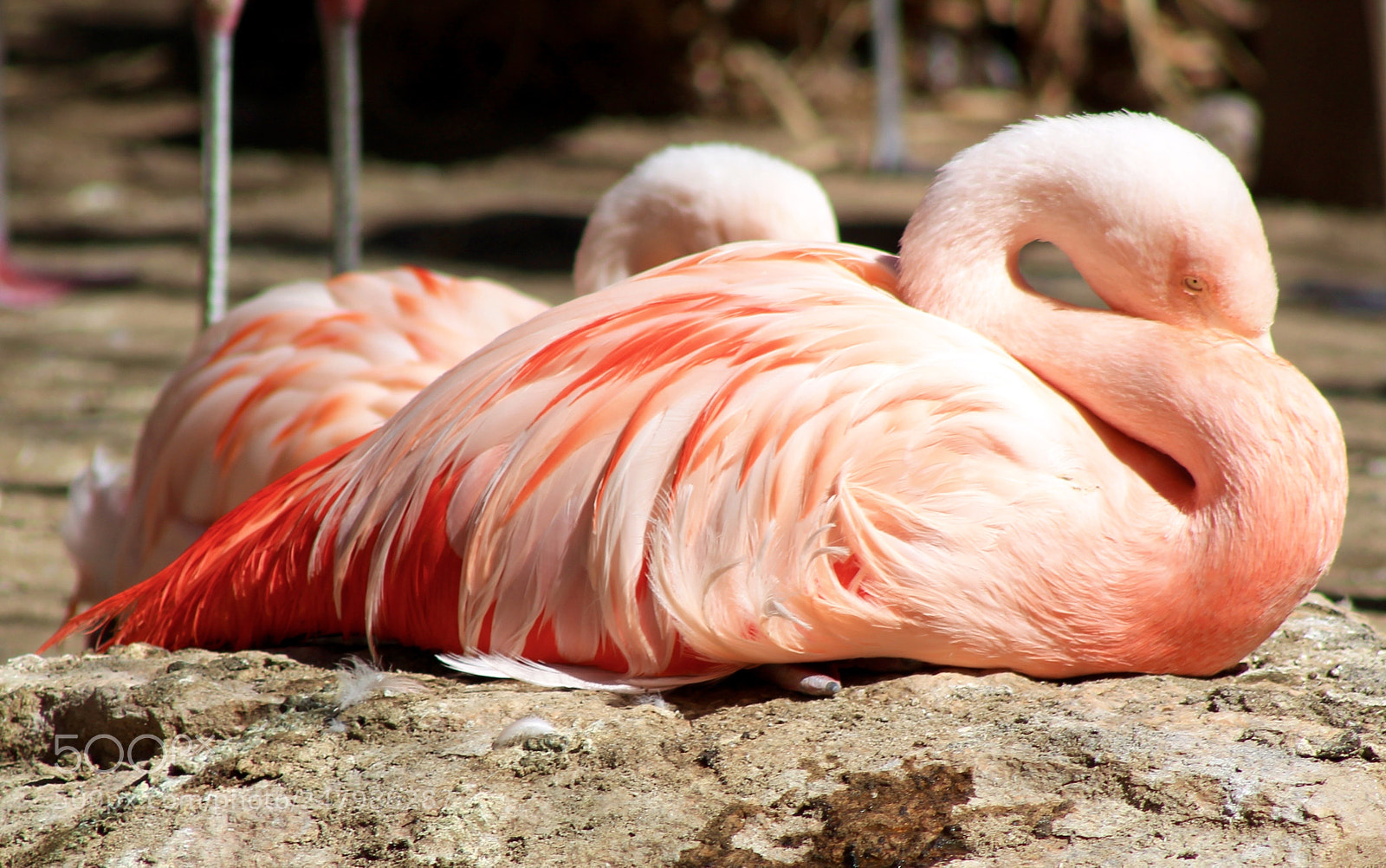 Canon EOS 1100D (EOS Rebel T3 / EOS Kiss X50) sample photo. Flamingo photography