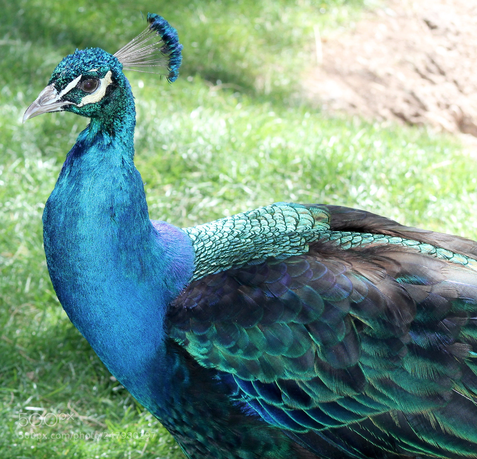 Canon EOS 1100D (EOS Rebel T3 / EOS Kiss X50) sample photo. Peacock photography