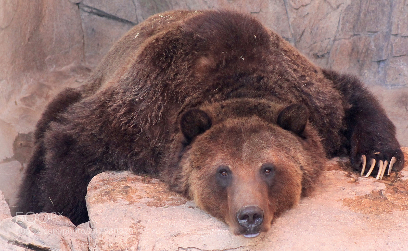 Canon EOS 1100D (EOS Rebel T3 / EOS Kiss X50) sample photo. Bear photography