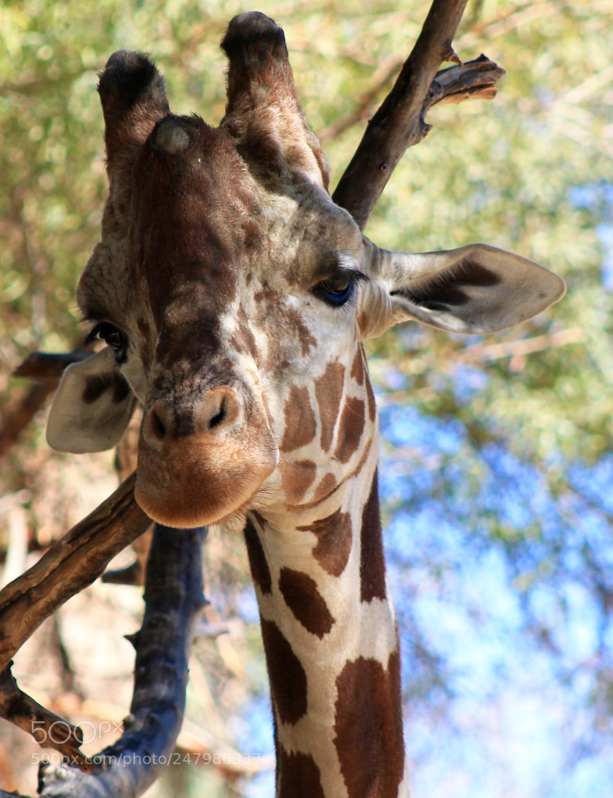 Canon EOS 1100D (EOS Rebel T3 / EOS Kiss X50) sample photo. Giraffe photography