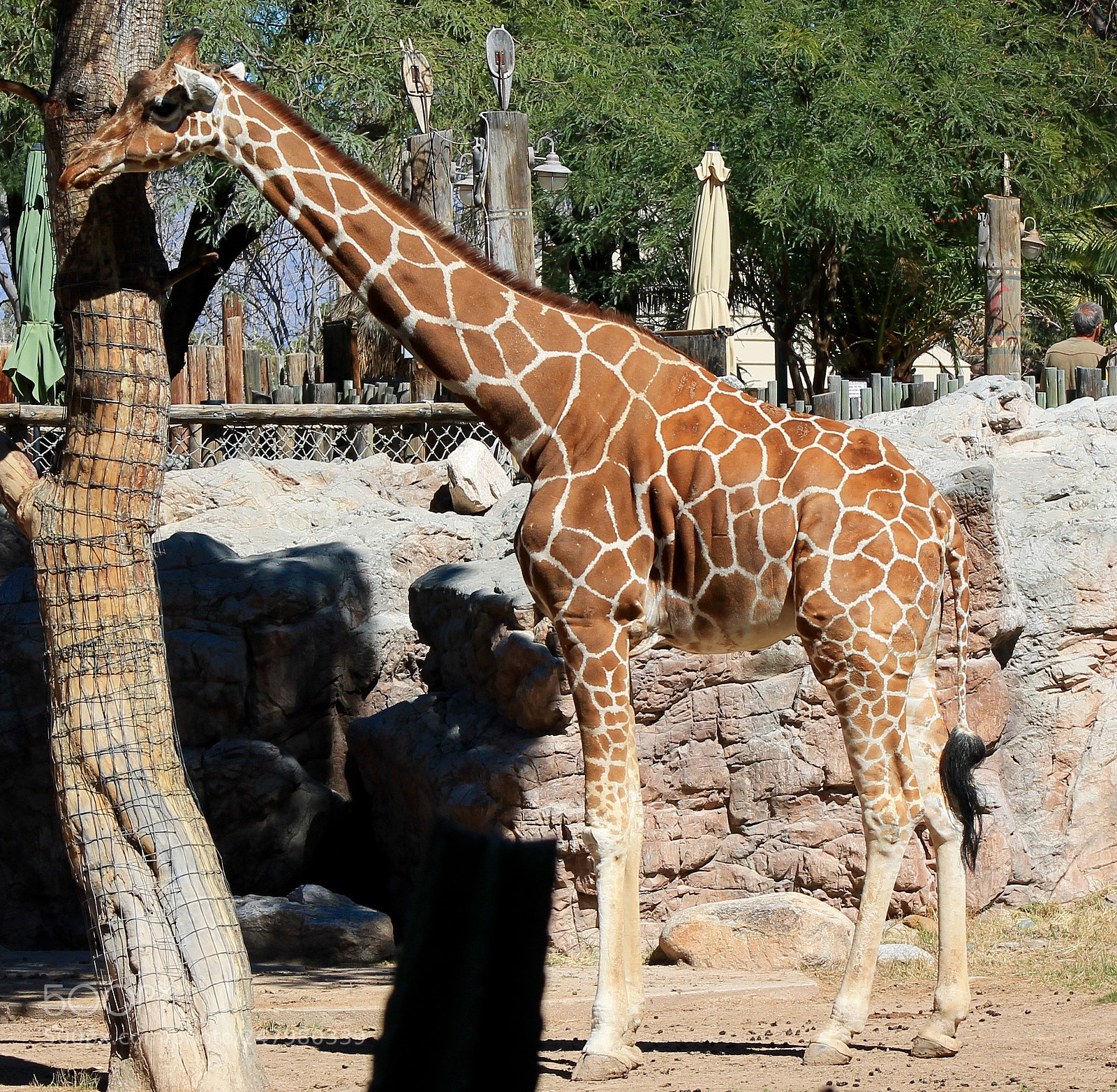 Canon EOS 1100D (EOS Rebel T3 / EOS Kiss X50) sample photo. Giraffe photography