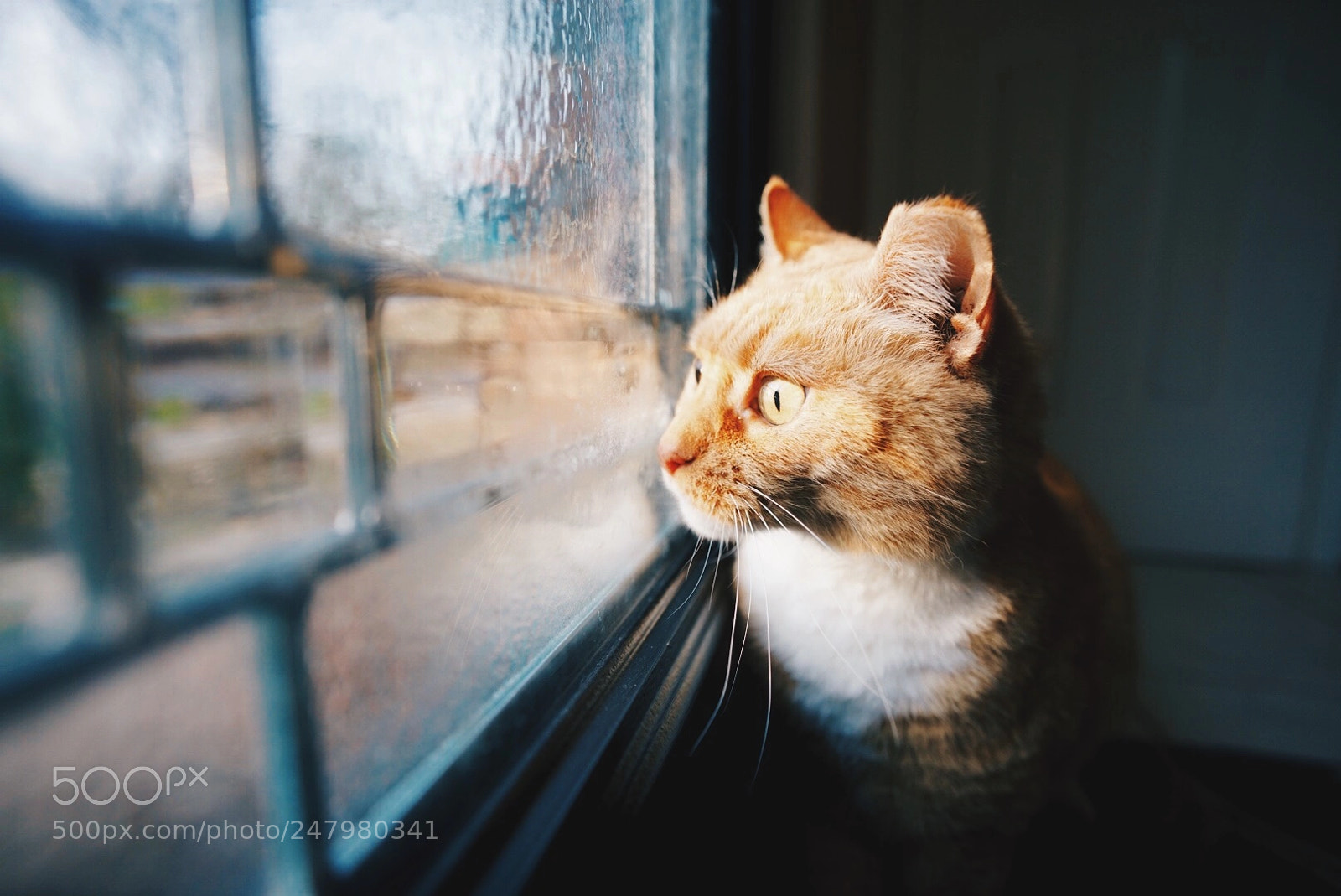 Sony a7R II sample photo. Meow amber really wants photography