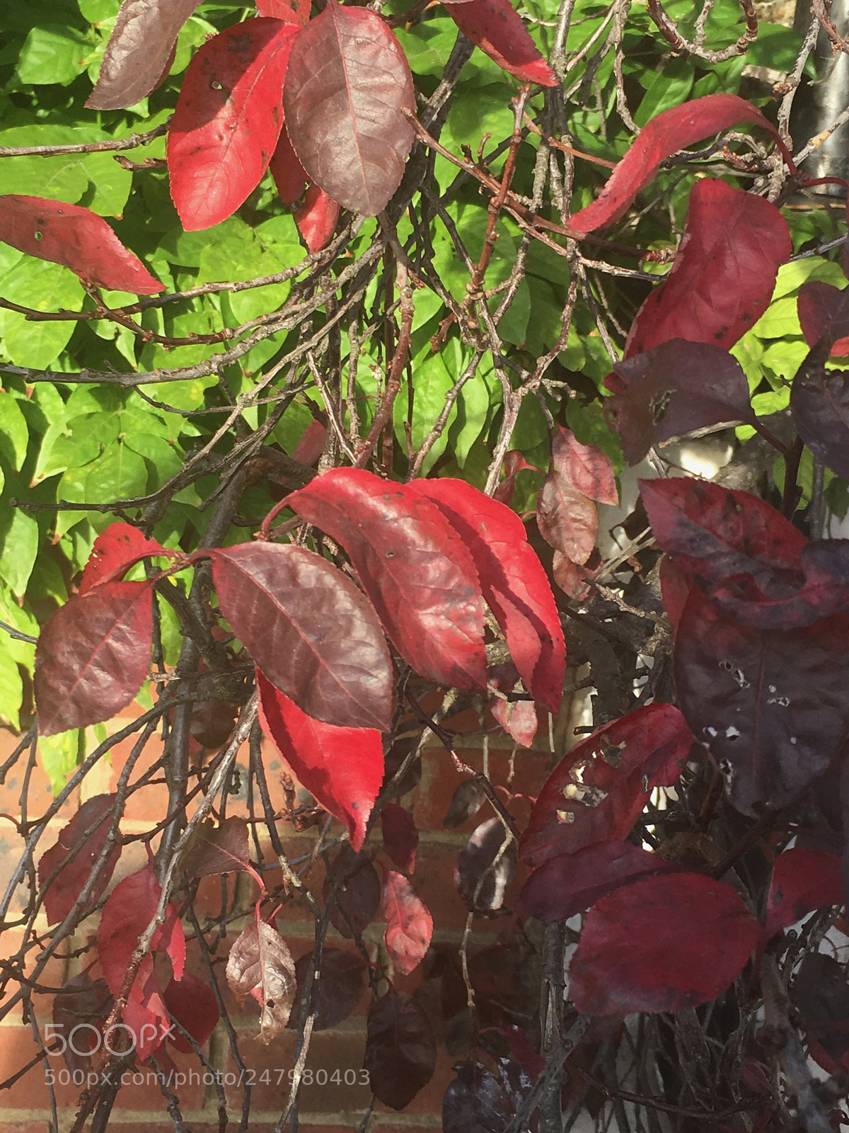 Apple iPhone 6s sample photo. Img photography