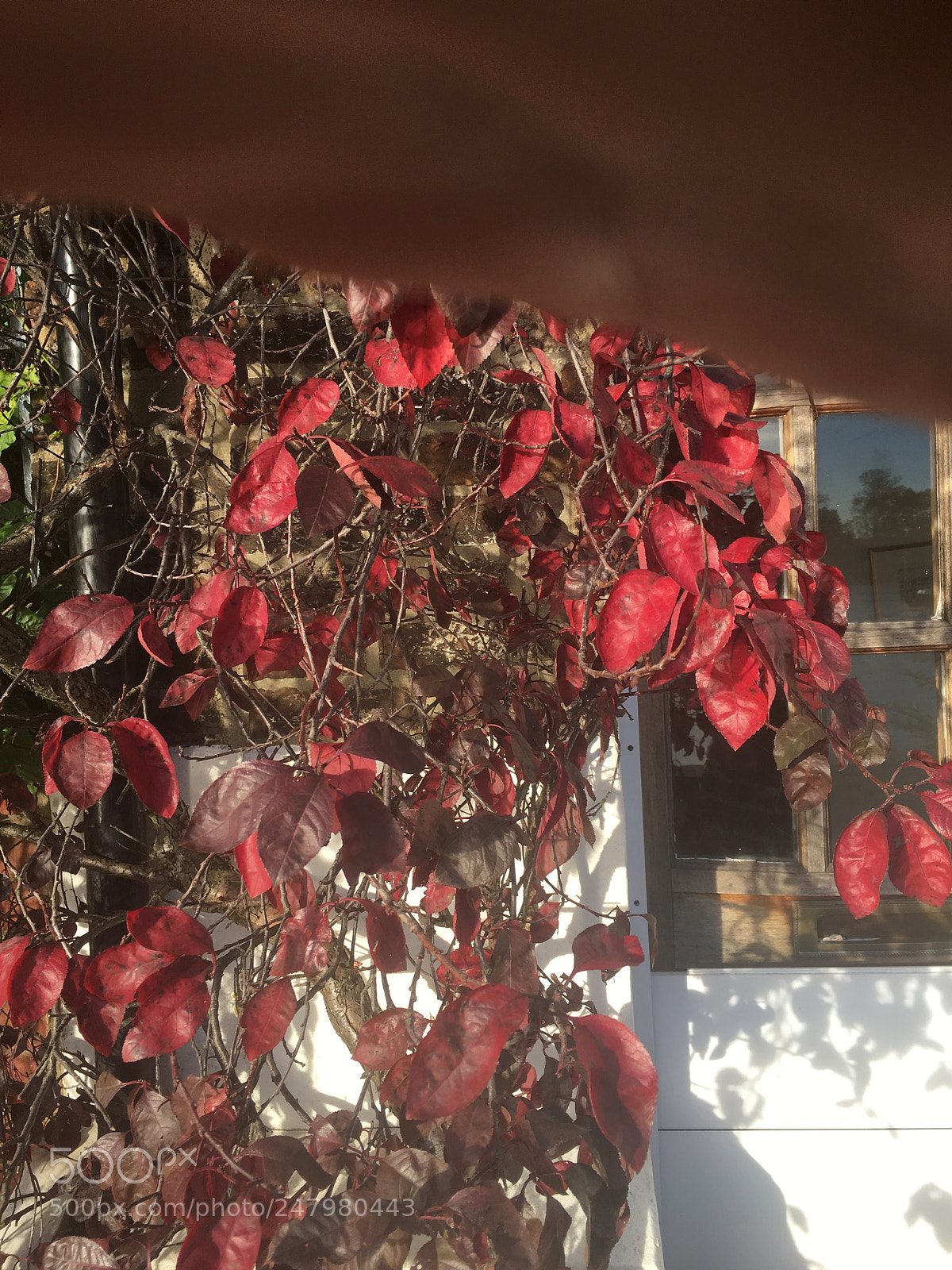 Apple iPhone 6s sample photo. Img photography
