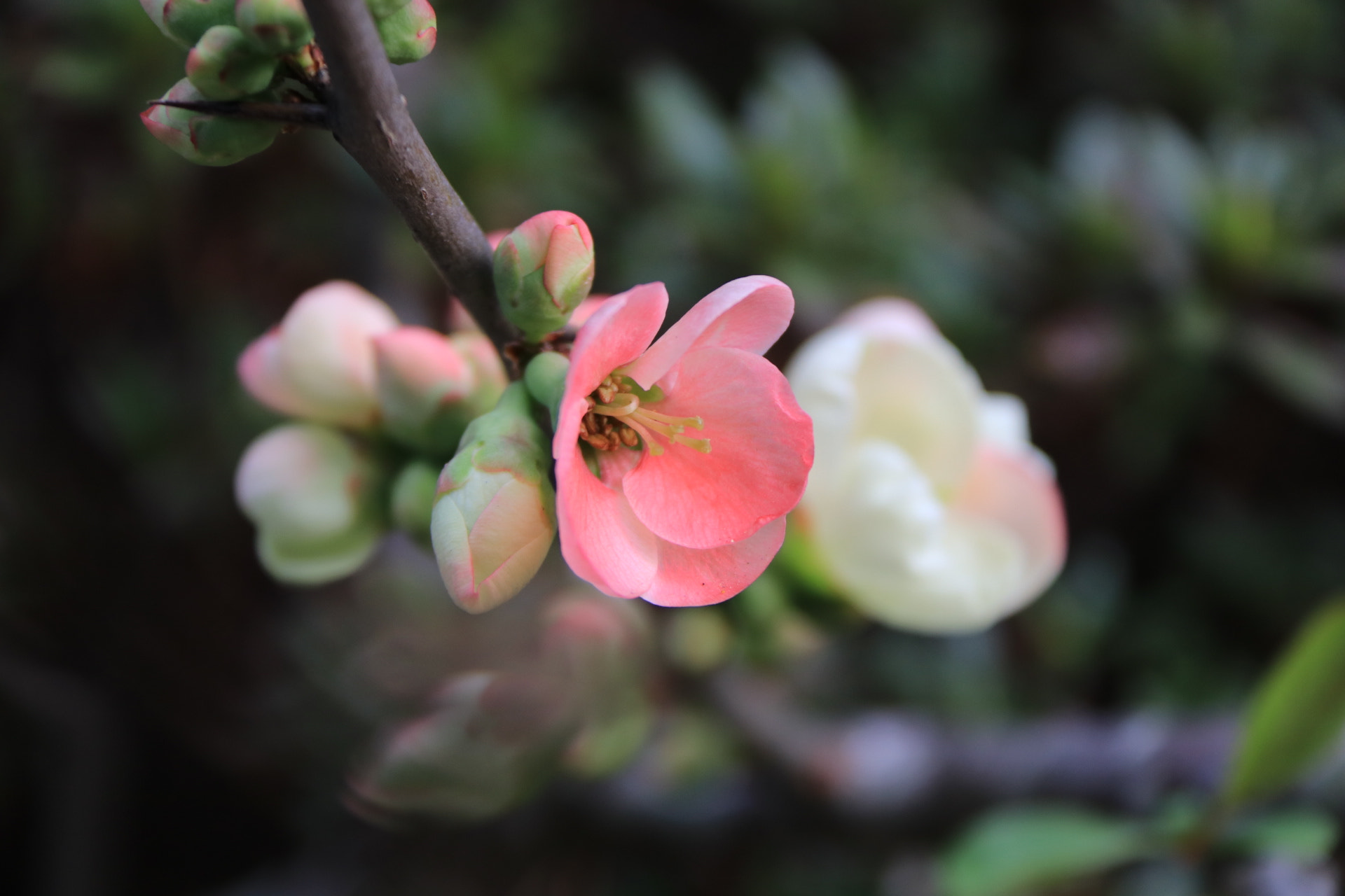 Canon EF-S 18-200mm F3.5-5.6 IS sample photo. Cherry blossom, japan photography