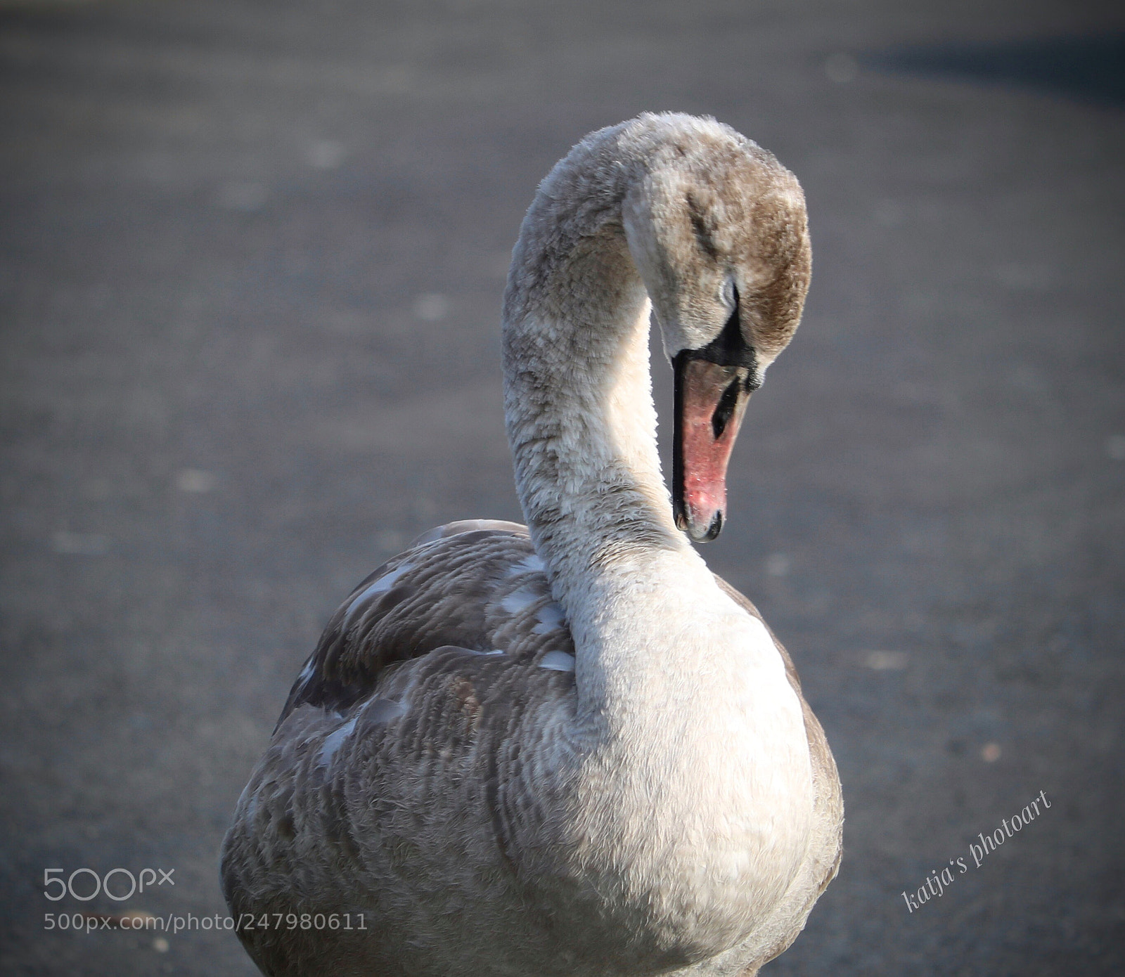 Canon EOS 750D (EOS Rebel T6i / EOS Kiss X8i) sample photo. Junger schwan photography