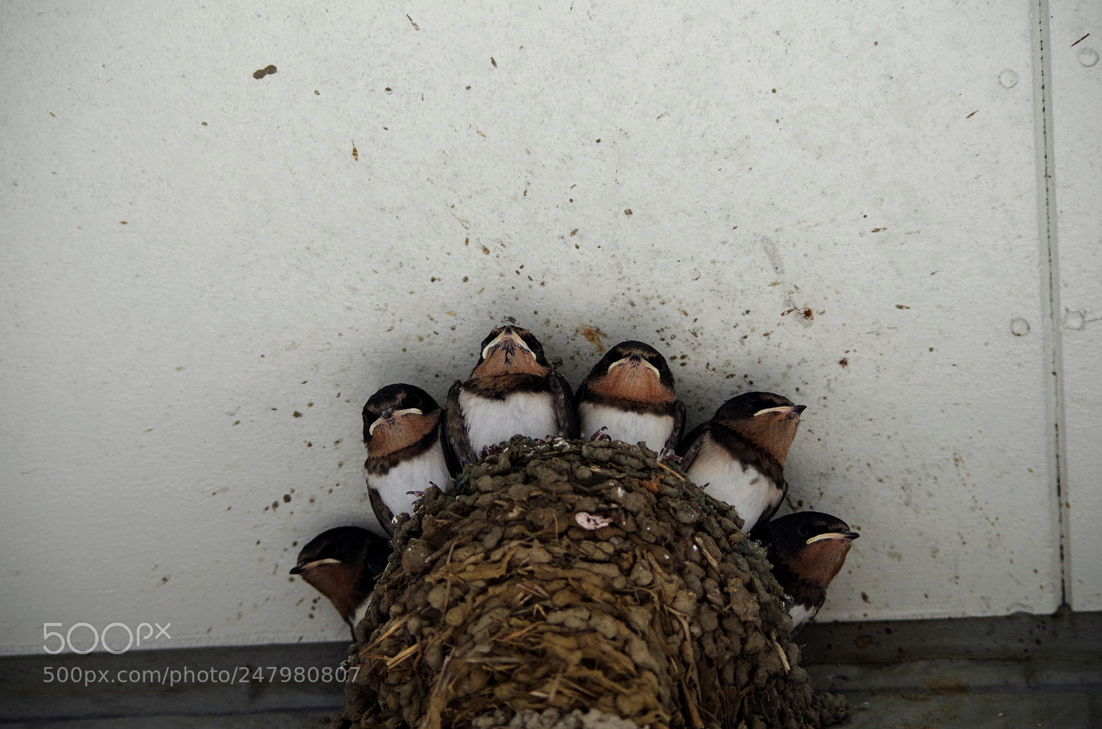 Pentax K-30 sample photo. Brothers！ photography