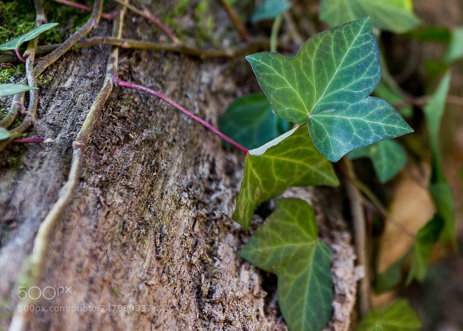 Canon EOS 550D (EOS Rebel T2i / EOS Kiss X4) sample photo. Feuille de lierre f photography